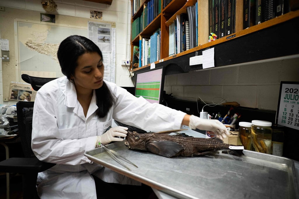 Naidely Vidaurre Quesada, a biology student at the University of Costa Rica, examines the newly discovered Costa Rican ghost shark (Rhinochimaera costaricana) in San Jose on Friday. Photo: AFP