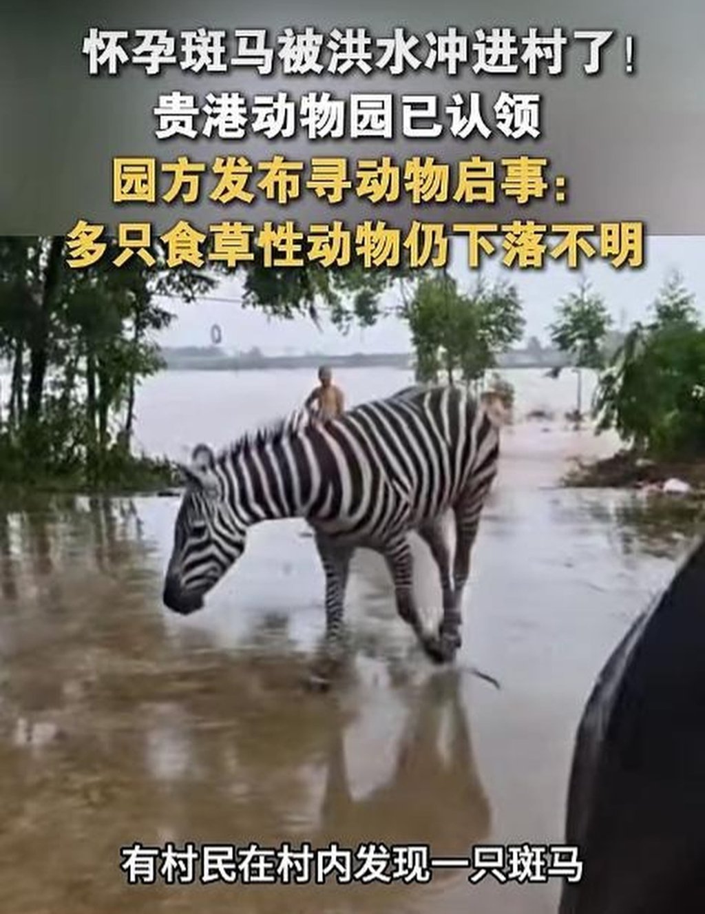 A social media user posted this picture of one of Guigang Zoo’s zebras when it was spotted in a nearby village. Photo: Handout