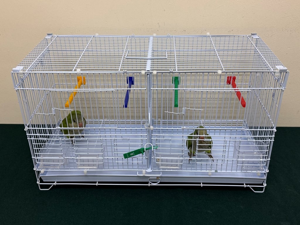 AFCD officers confirmed the birds were an endangered species listed under the Convention on International Trade in Endangered Species of Wild Fauna and Flora. Photo: Handout