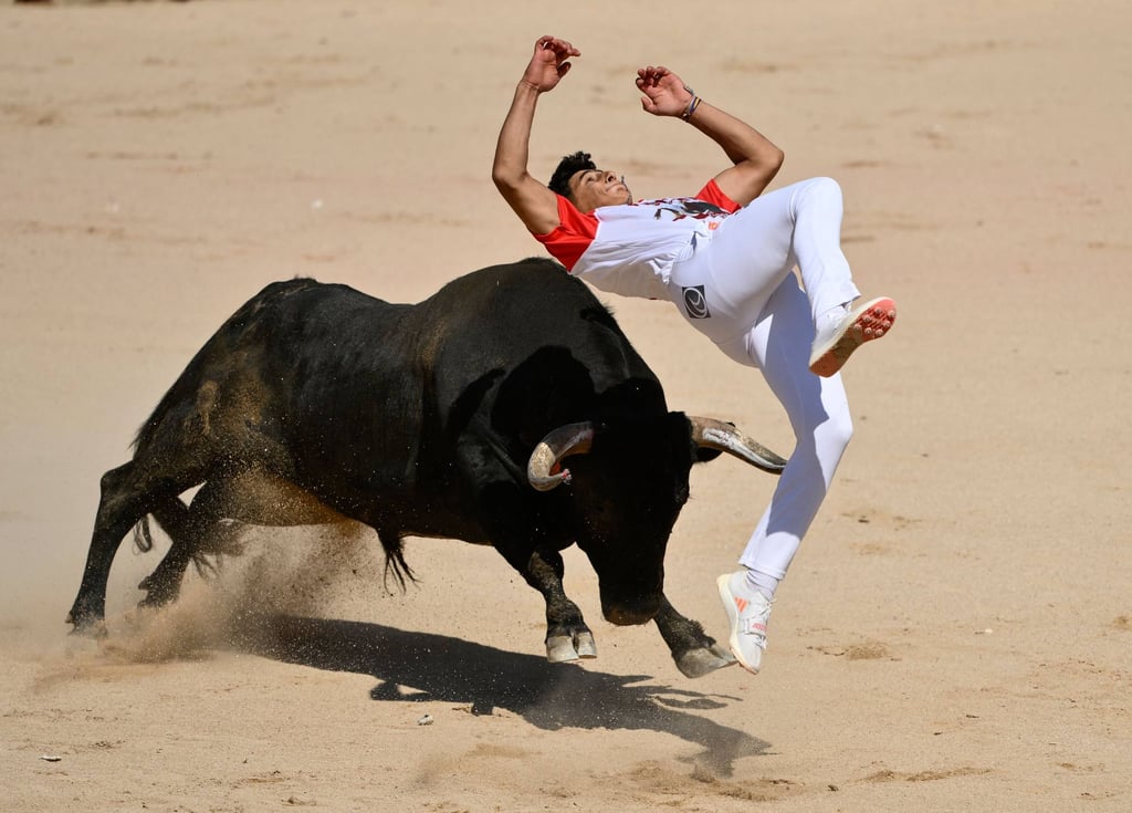 A “recortador” (bull leaper) performs with a bull in the Plaza de Toros bullring during the San Fermin festival in Pamplona on Saturday. Photo: AFP