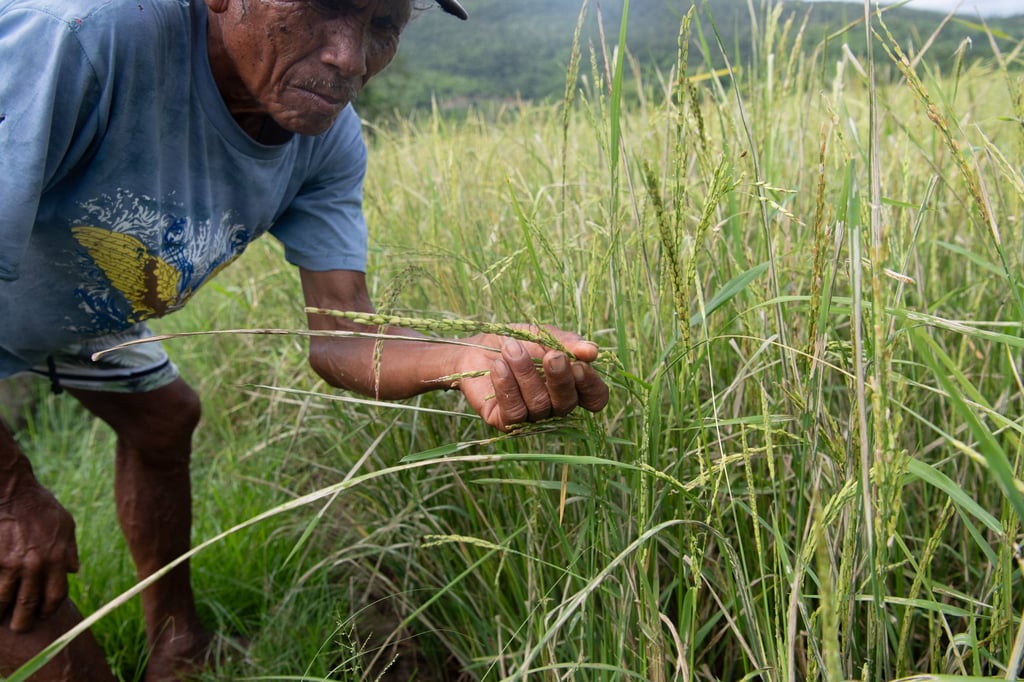 A Filipino farmer inspects rice for pests at a farm in Palawan province. Manila’s Department of Agriculture is bracing for rice production to tank in the coming months. Photo: AFP