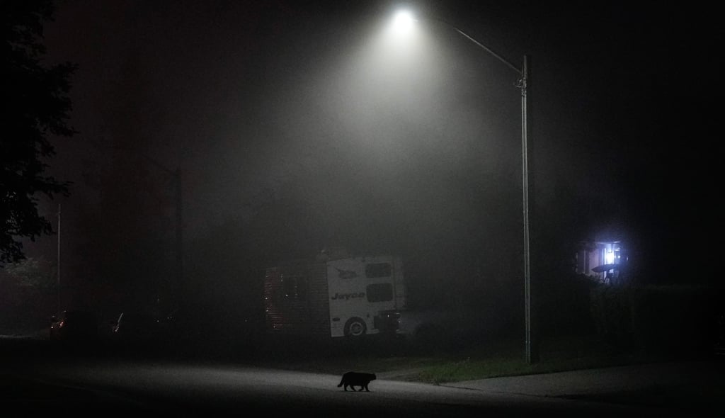 A cat crosses a street as smoke from wild fires fills the night air in Thunder Bay, Ontario, on Friday. Photo: The Canadian Press/AP
