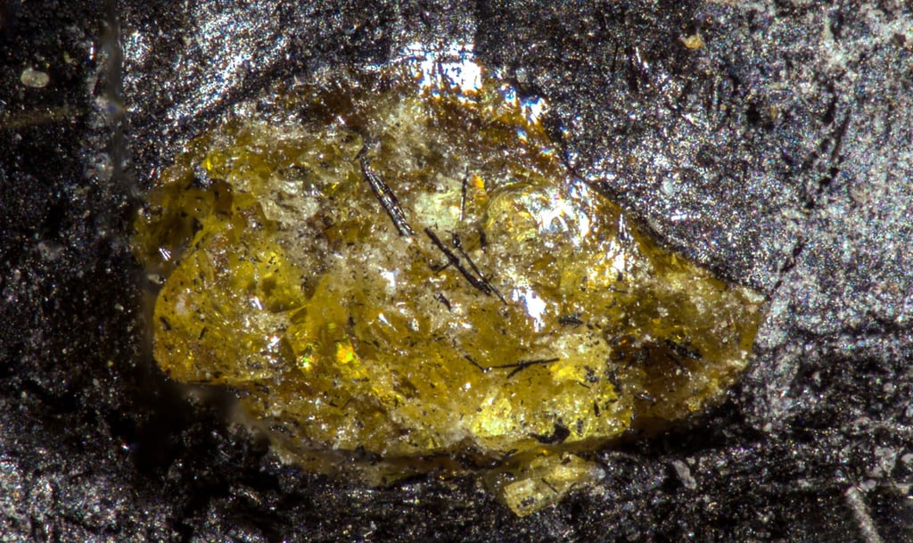 When the Chinese scientists observed what appeared to be pieces of amber embedded in the coal seam they were studying, their first reaction was excitement, followed by caution. Photo: Handout