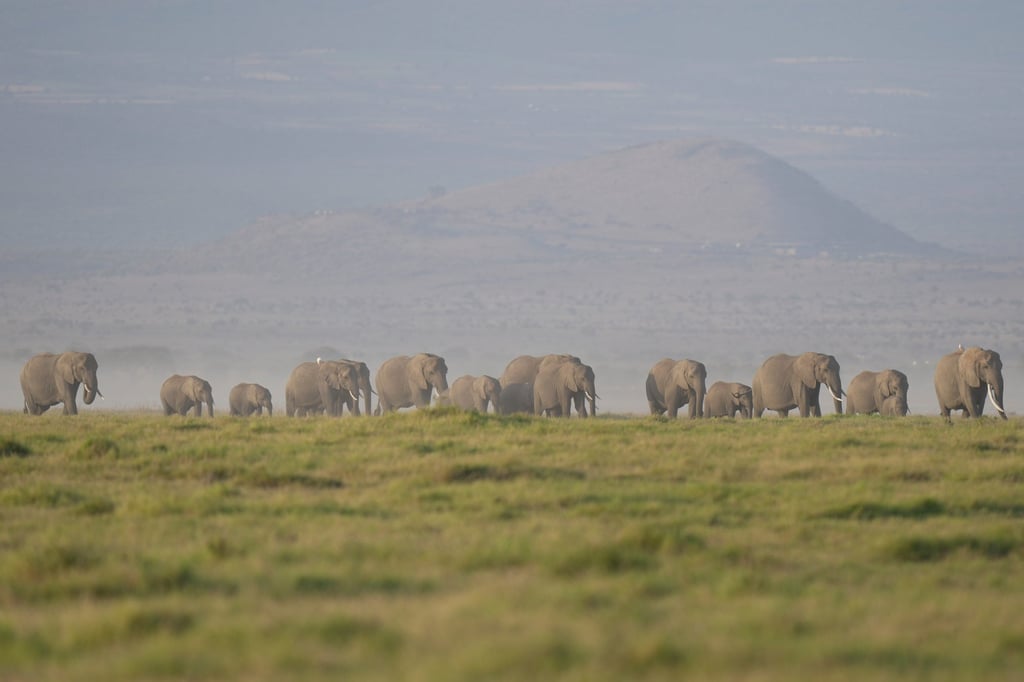 Elephants graze in Kenya’s Amboseli National Park in February. Photo: AP