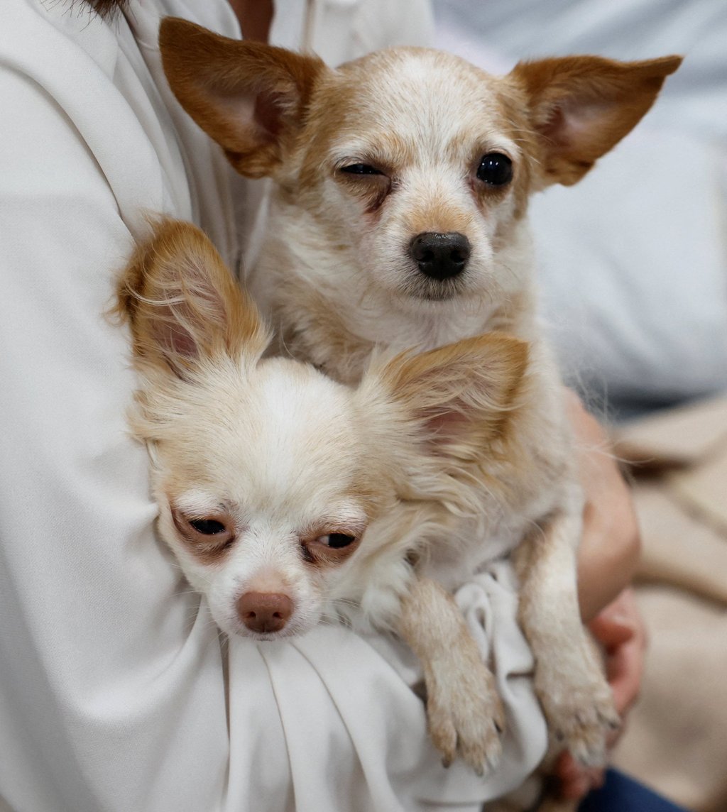 Ku and Sheri peer out from a tent at a shelter for evacuees with pets on Friday. Photo: Reuters