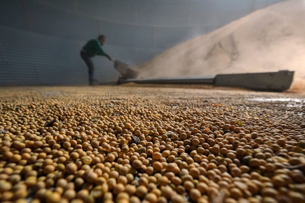 Doug Bartek shovels soybeans in a bin on his farm near Wahoo, Nebraska, in April. Photo: AP