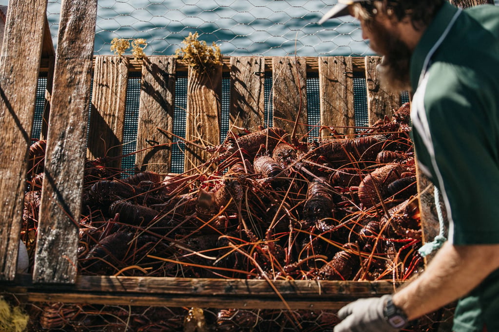 A fisherman retrieves a catch of lobsters off Australia’s Houtman Abrolhos Islands. Photo: Handout via Xinhua