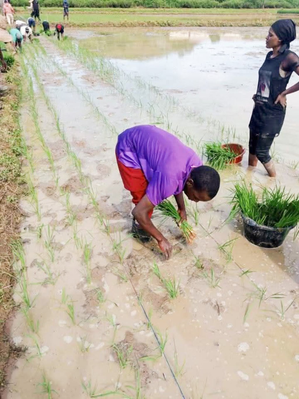 China has sought to transform African subsistence farming into a highly productive mechanised powerhouse as part of its agricultural diplomacy. Photo: Green Agriculture West Africa Limited