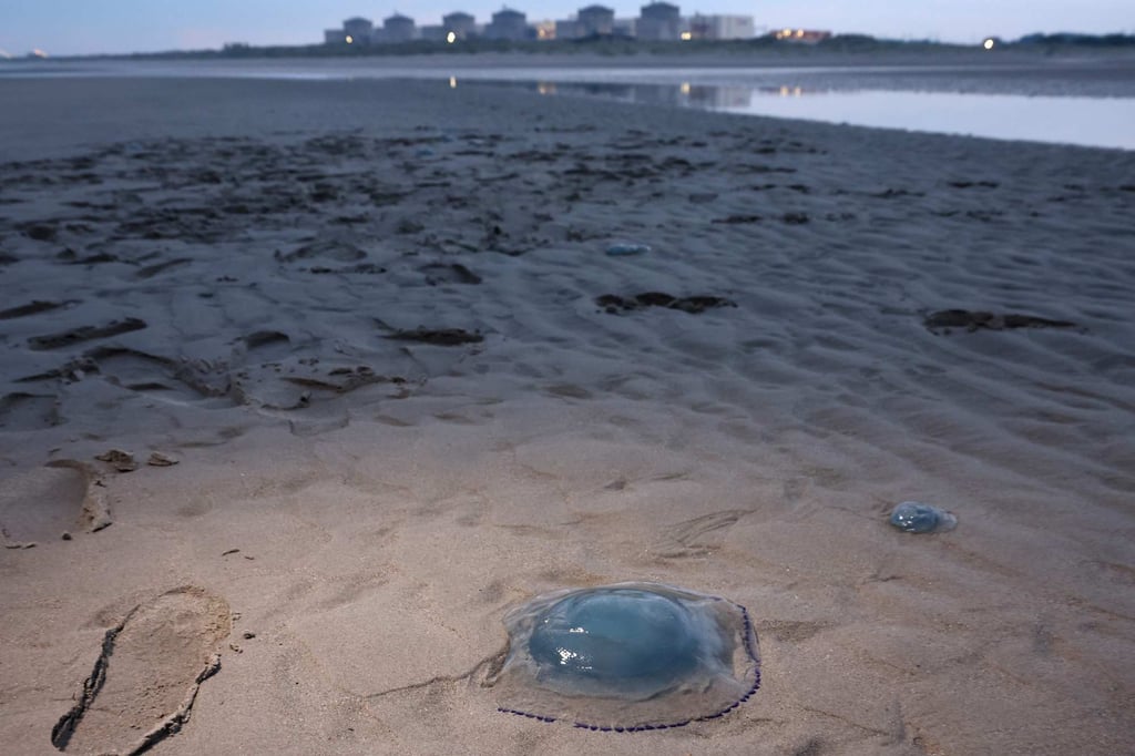 Jellyfish on the shore near the Gravelines nuclear power plant in northern France, August 2025. Photo: AFP