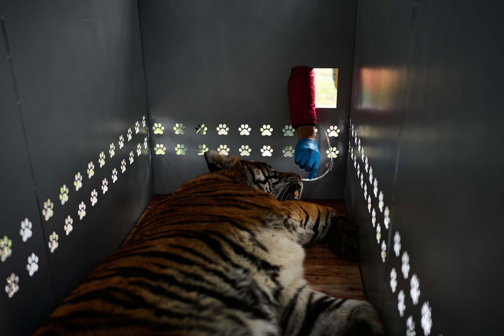 A tiger lies in a crate as Four Paws animal welfare organisation members prepare for its transfer in Lujan, Argentina, on Friday from a closed zoo to a sanctuary in South Africa. Photo: AP