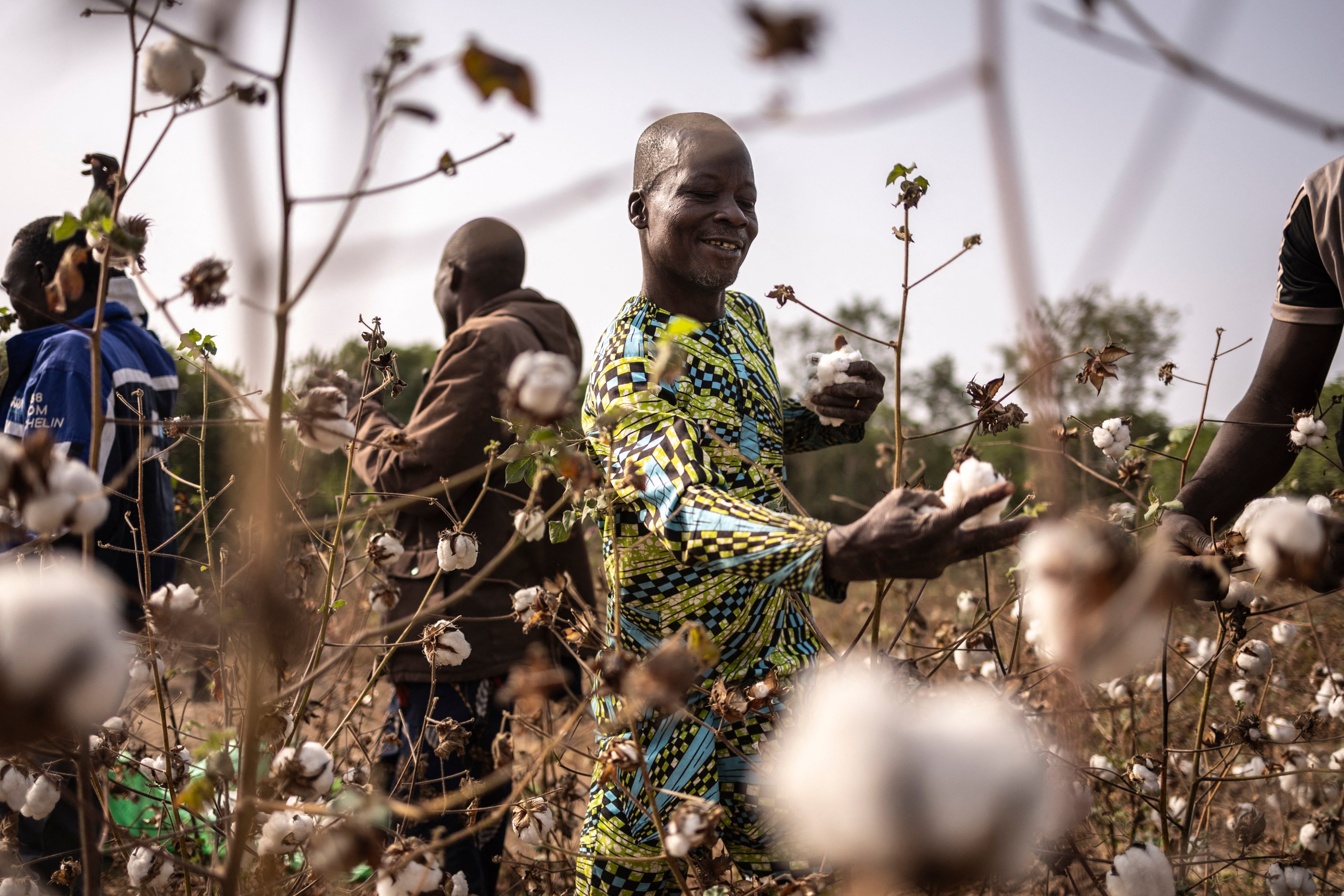 Workers collect cotton in a field in Soclogbo, Benin, on January 13, 2025. Photo: AFP