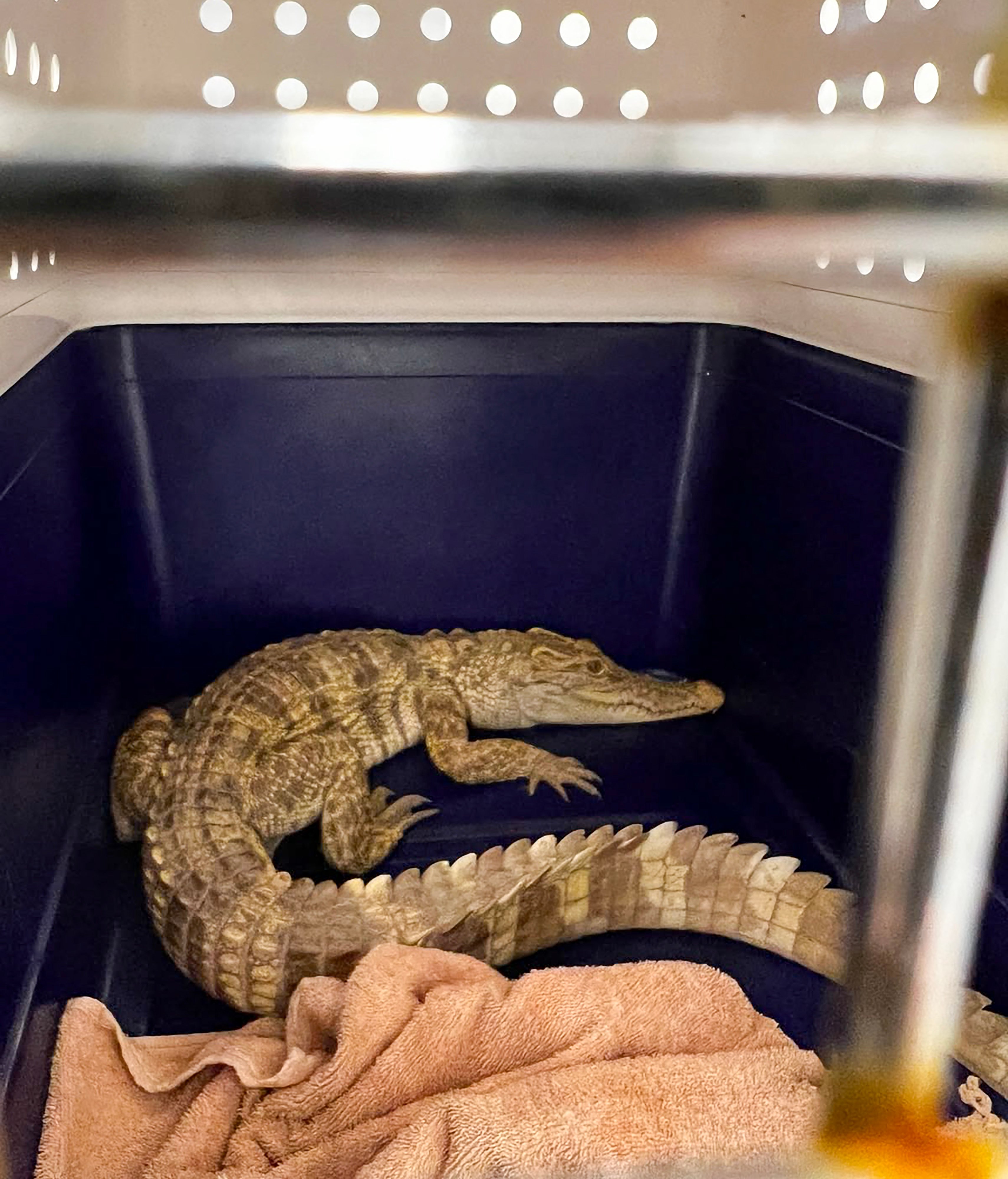 The reptile is about one metre long. Photo: Handout