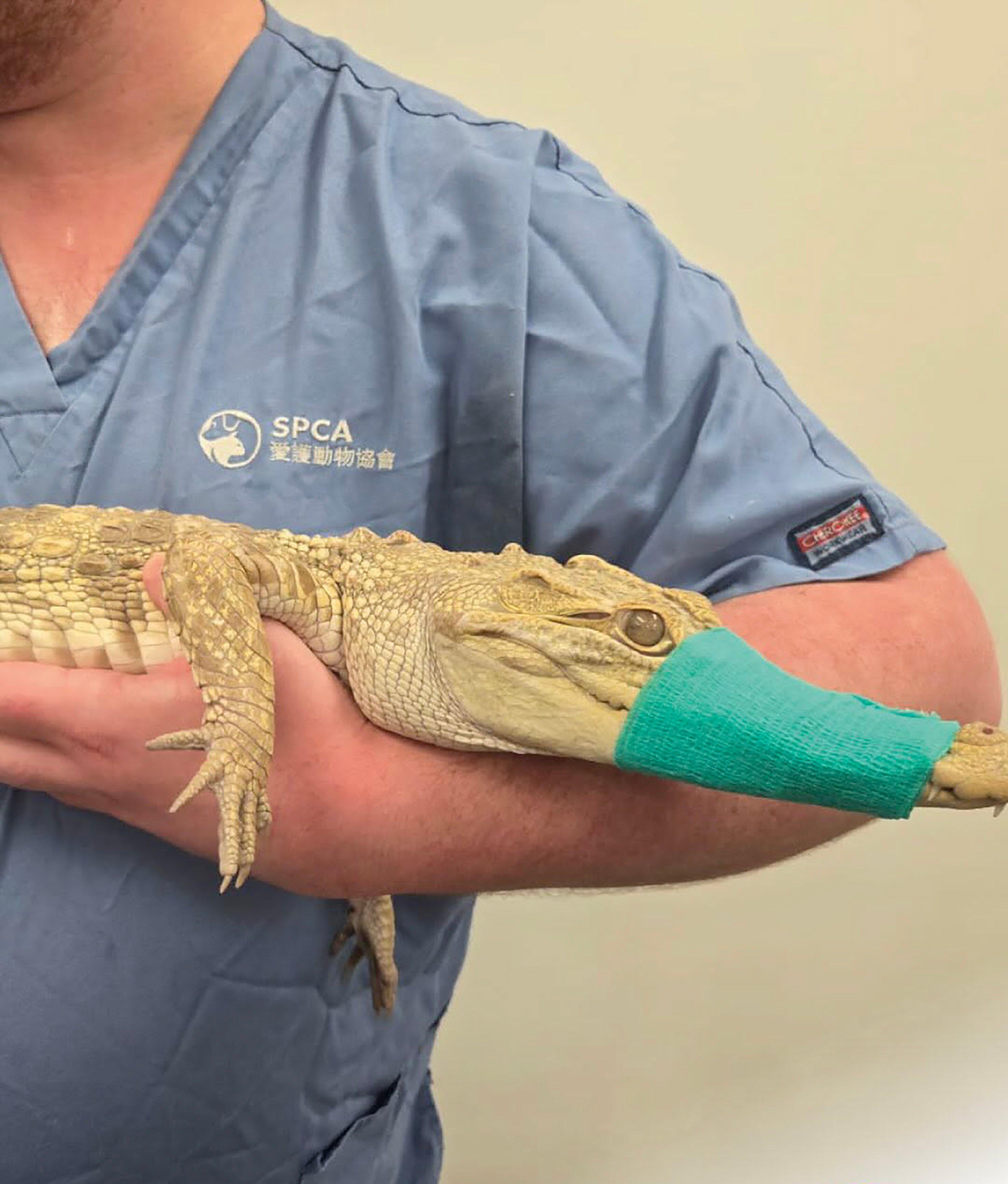 The juvenile is a hybrid of Siamese crocodile and a saltwater crocodile. Photo: SPCA