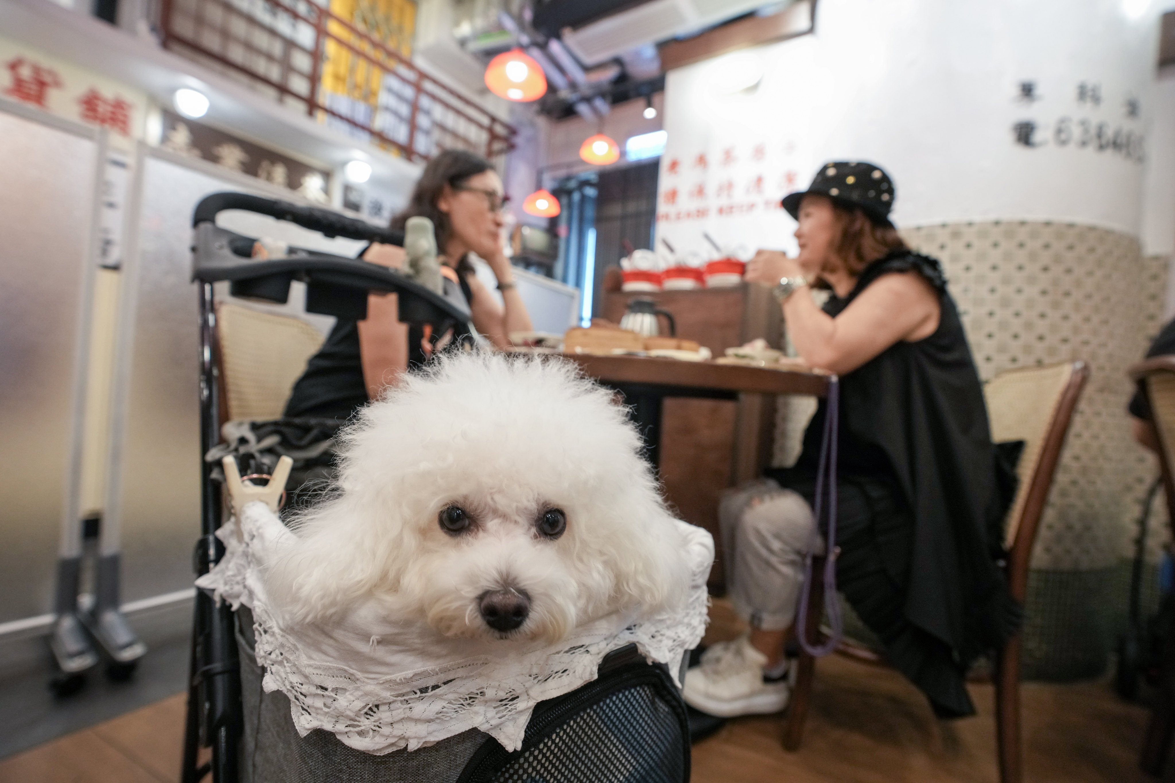 Customers enjoy a meal with their dog in tow at Old Fung Tea House in Mong Kok. Photo: Sam Tsang
