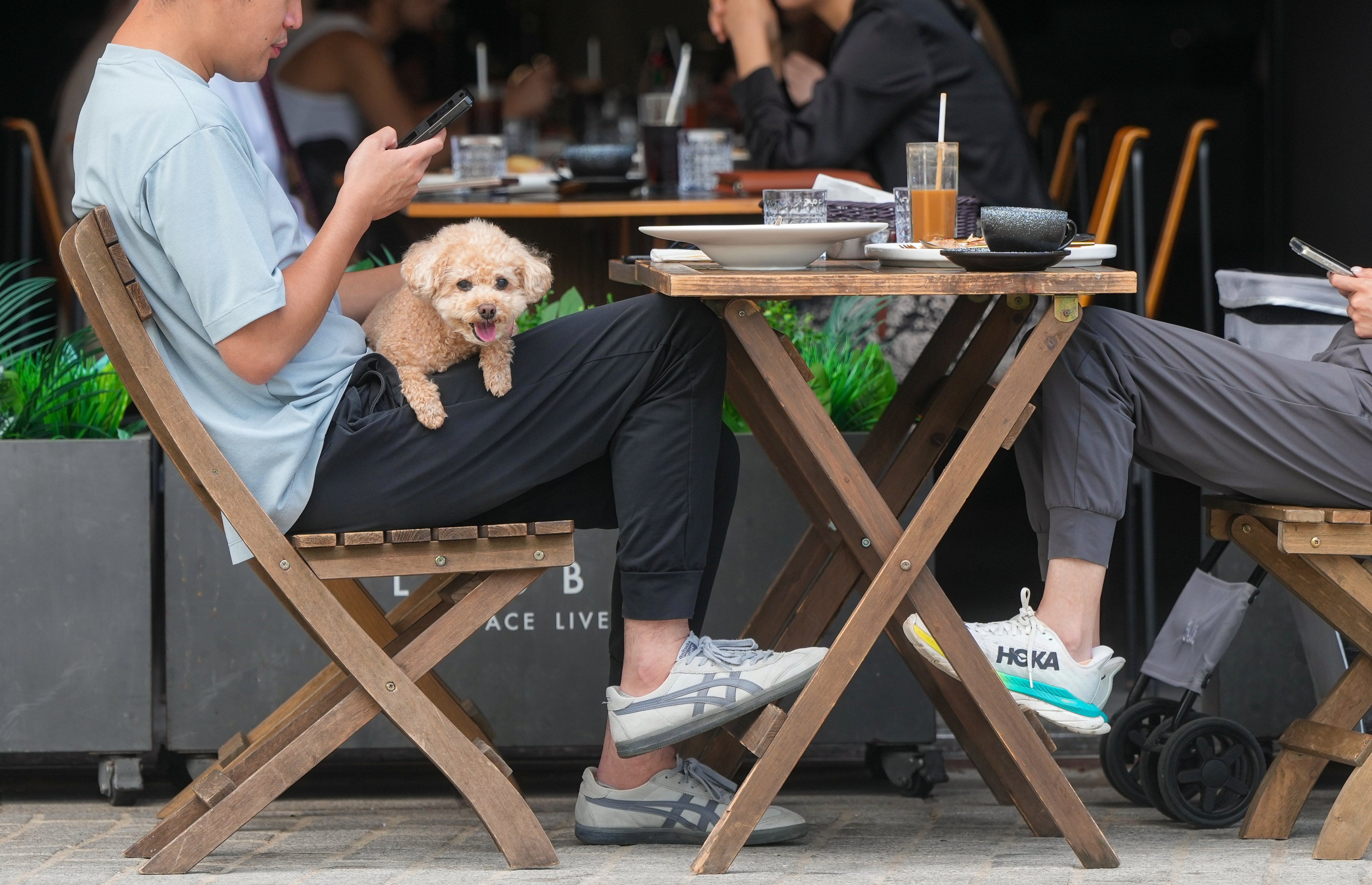 Patrons dine with their dog at a restaurant in the West Kowloon Cultural District. Photo: Sam Tsang
