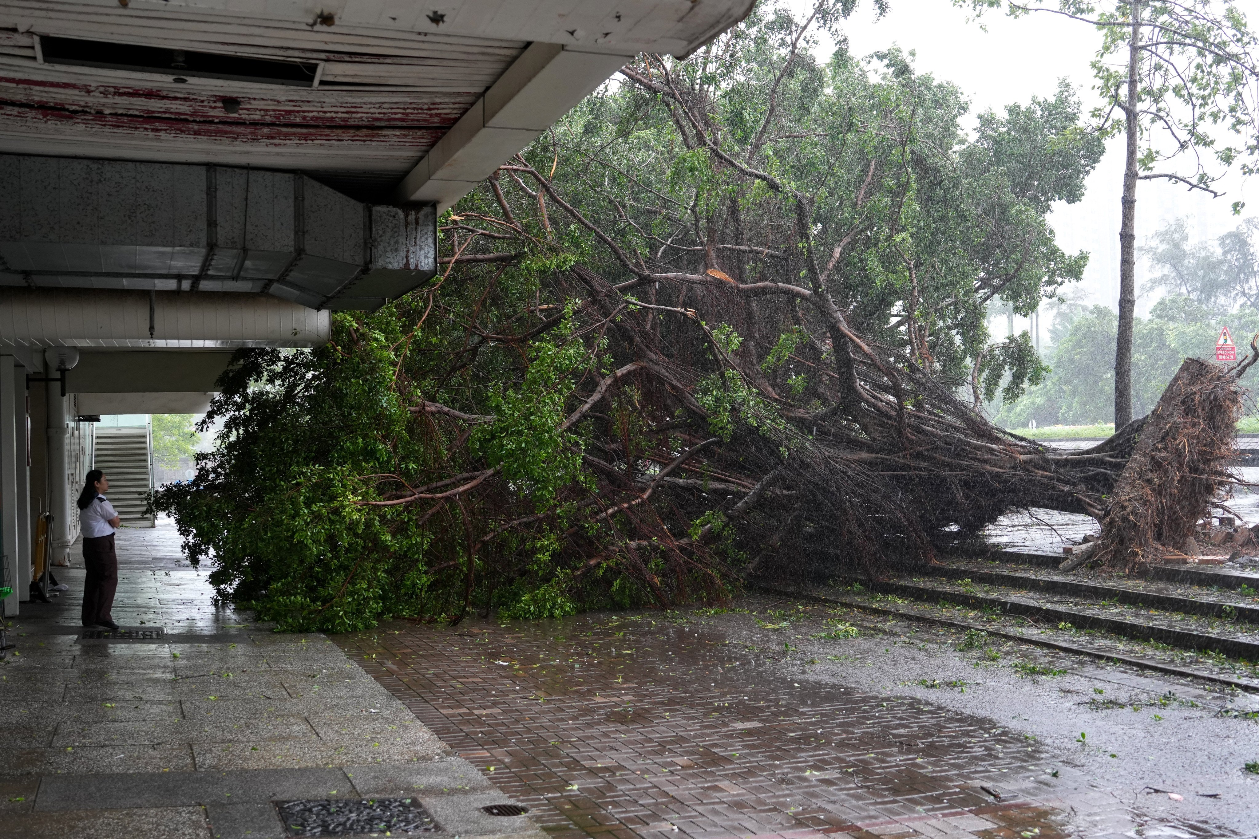 A fallen tree in Tai Po amid a T9 signal. Photo: Sam Tsang