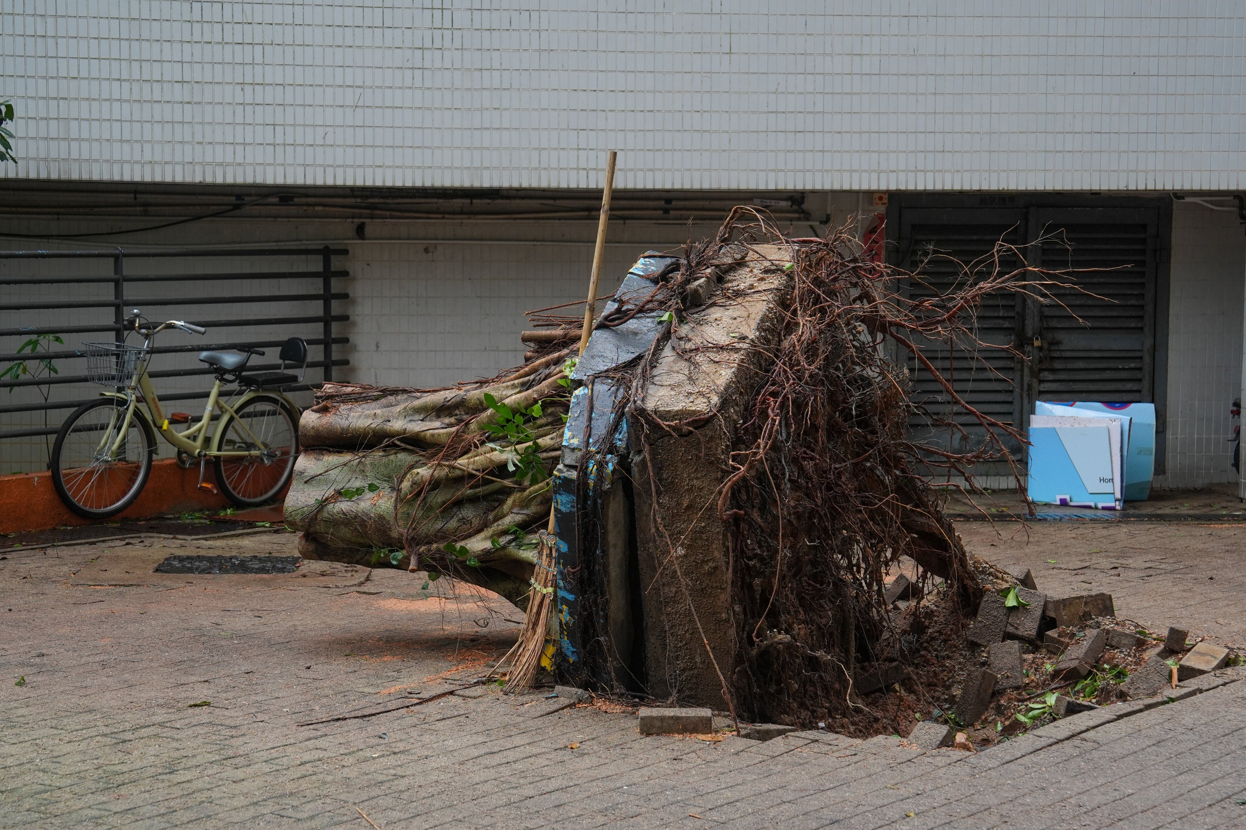 The remains of a tree outside Wan Lam House of Wan Tau Tong Estate. Photo: Elson Li