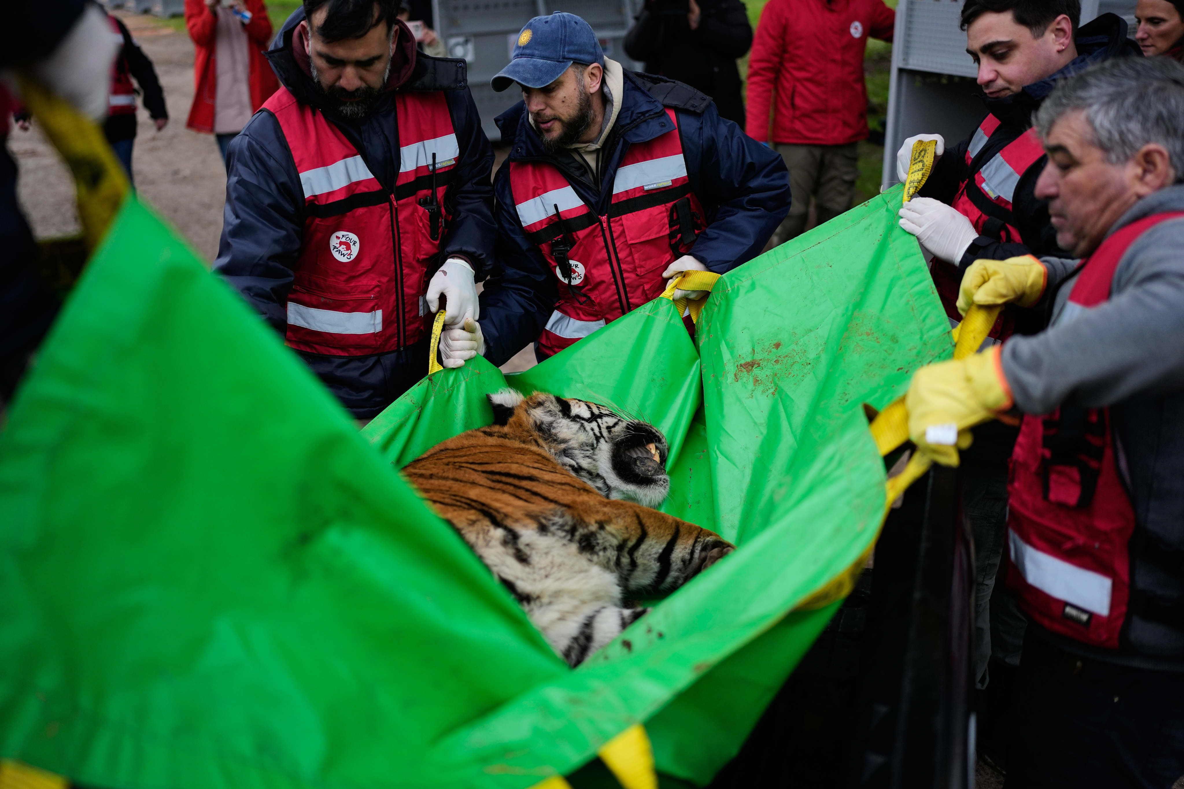 Members of the Four Paws animal welfare organisation carry a tiger in Lujan, Argentina, on Friday to a crate for its transfer from a shuttered zoo to a sanctuary in South Africa. Photo: AP