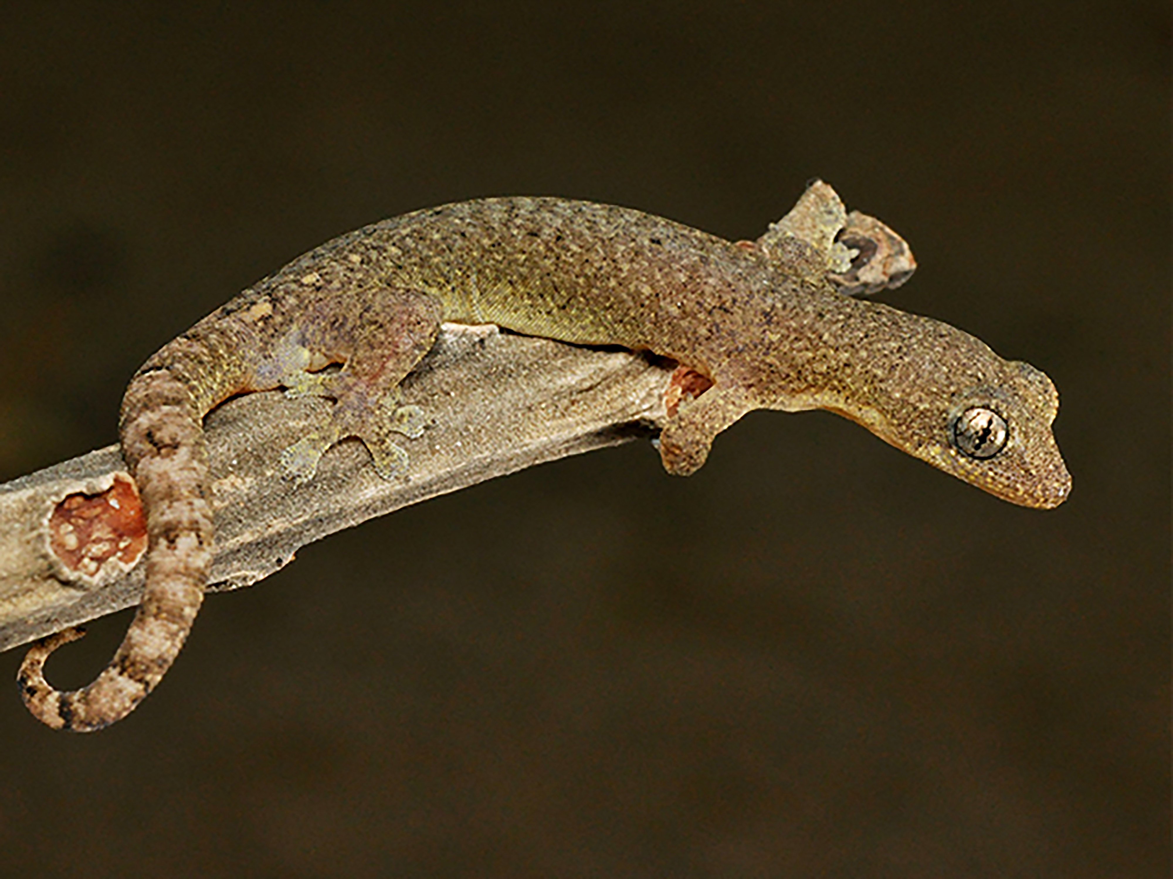 The Hong Kong tree gecko was discovered in 2018. Photo: HKBU