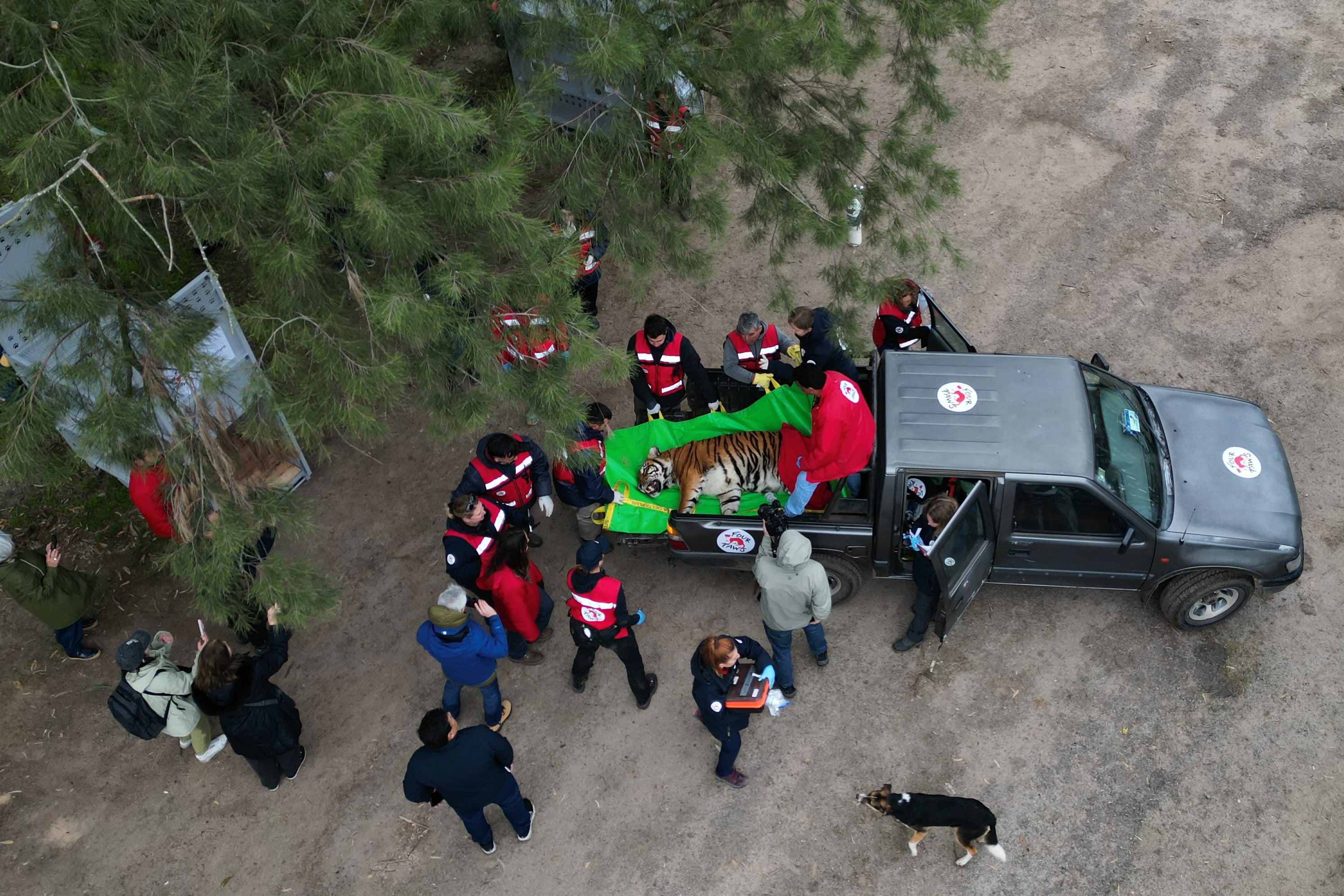 Members of the Four Paws animal welfare organisation load a tiger onto a truck in Lujan, Argentina, on Friday for its transfer from a shuttered zoo to a sanctuary in South Africa. Photo: AP