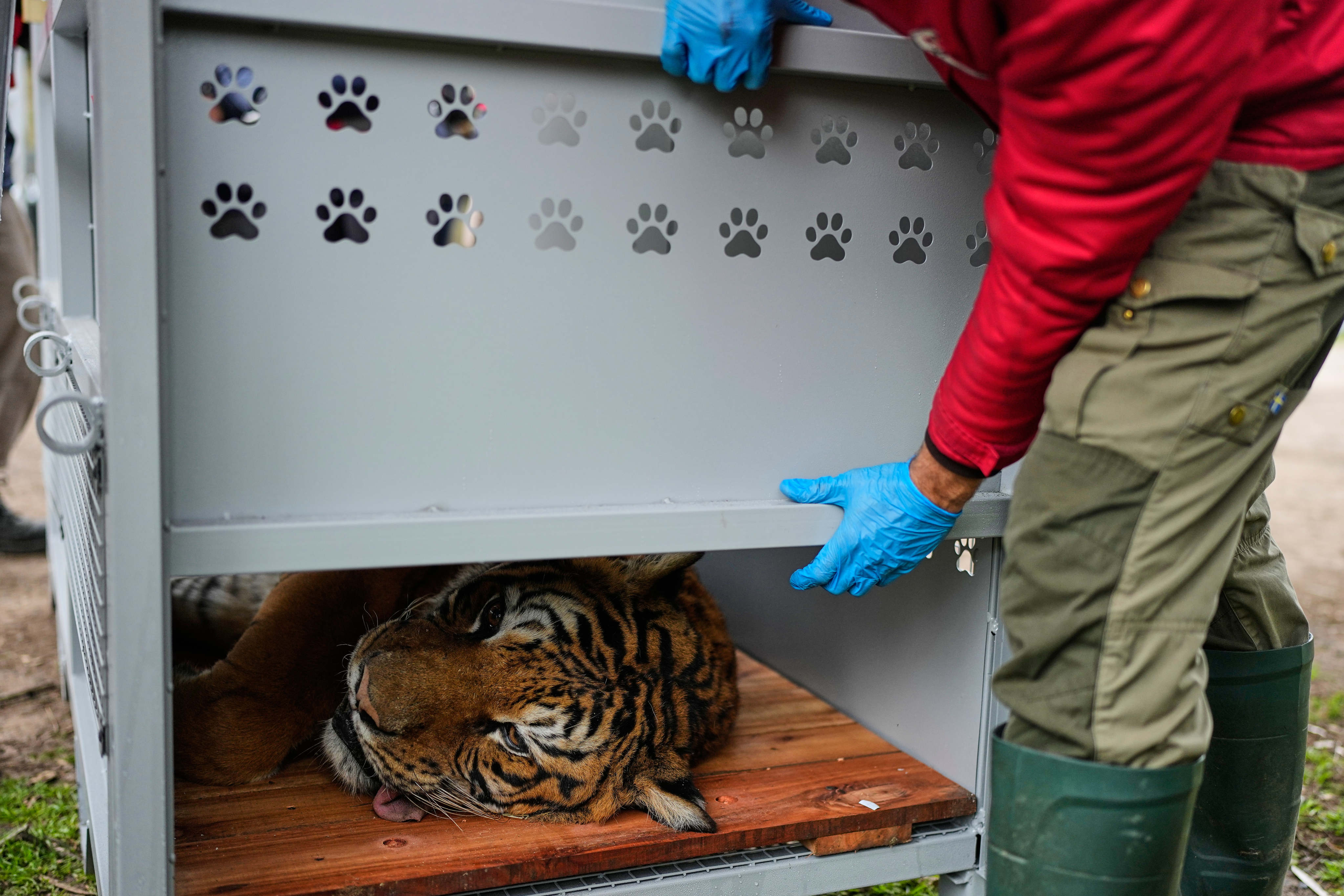 A Four Paws animal welfare organisation member prepares a tiger in Lujan, Argentina, on Friday for its transfer from a shuttered zoo to a sanctuary in South Africa. Photo: AP
