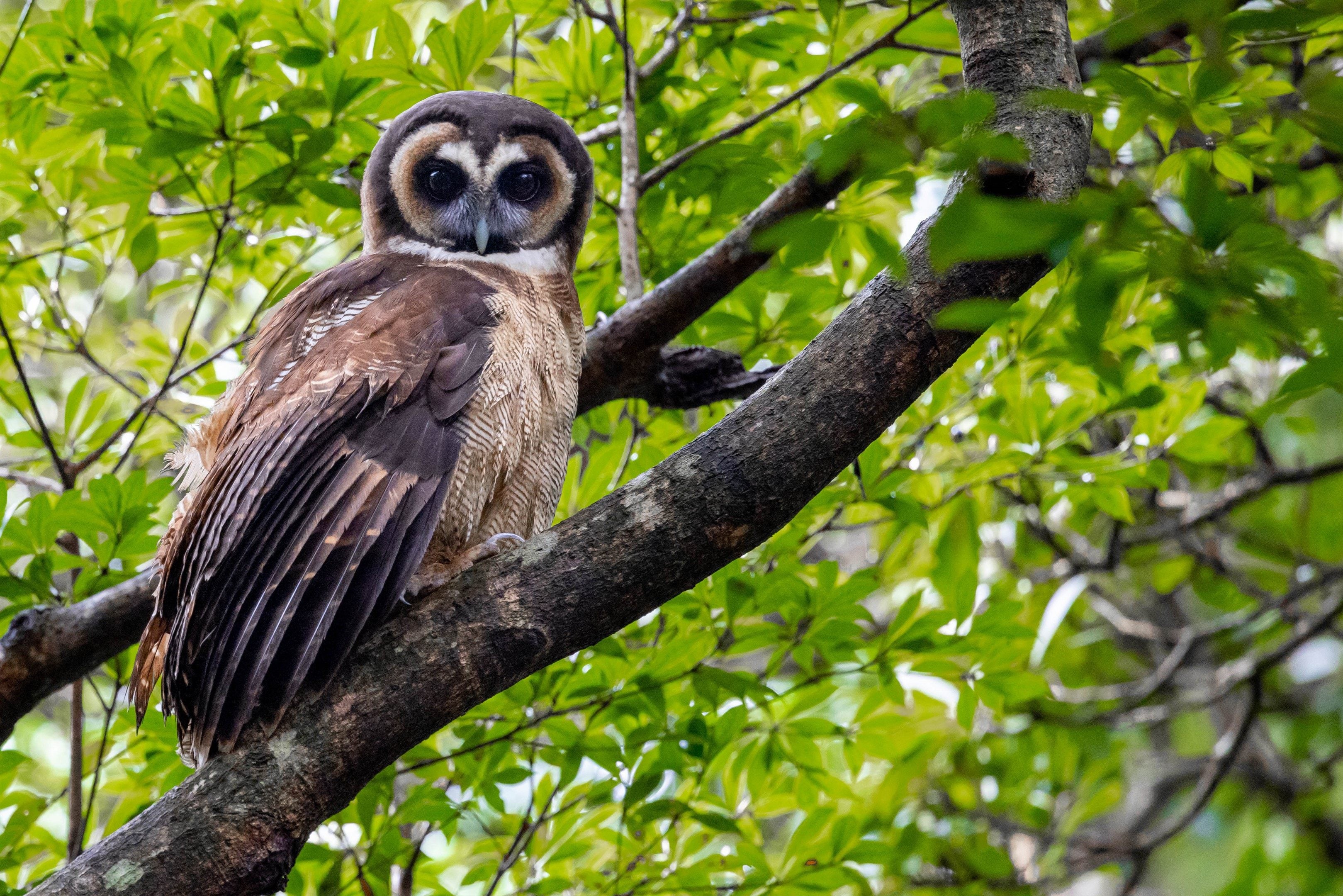 The brown wood owl is among birds found in Hong Kong’s forests. Photo: KFBG