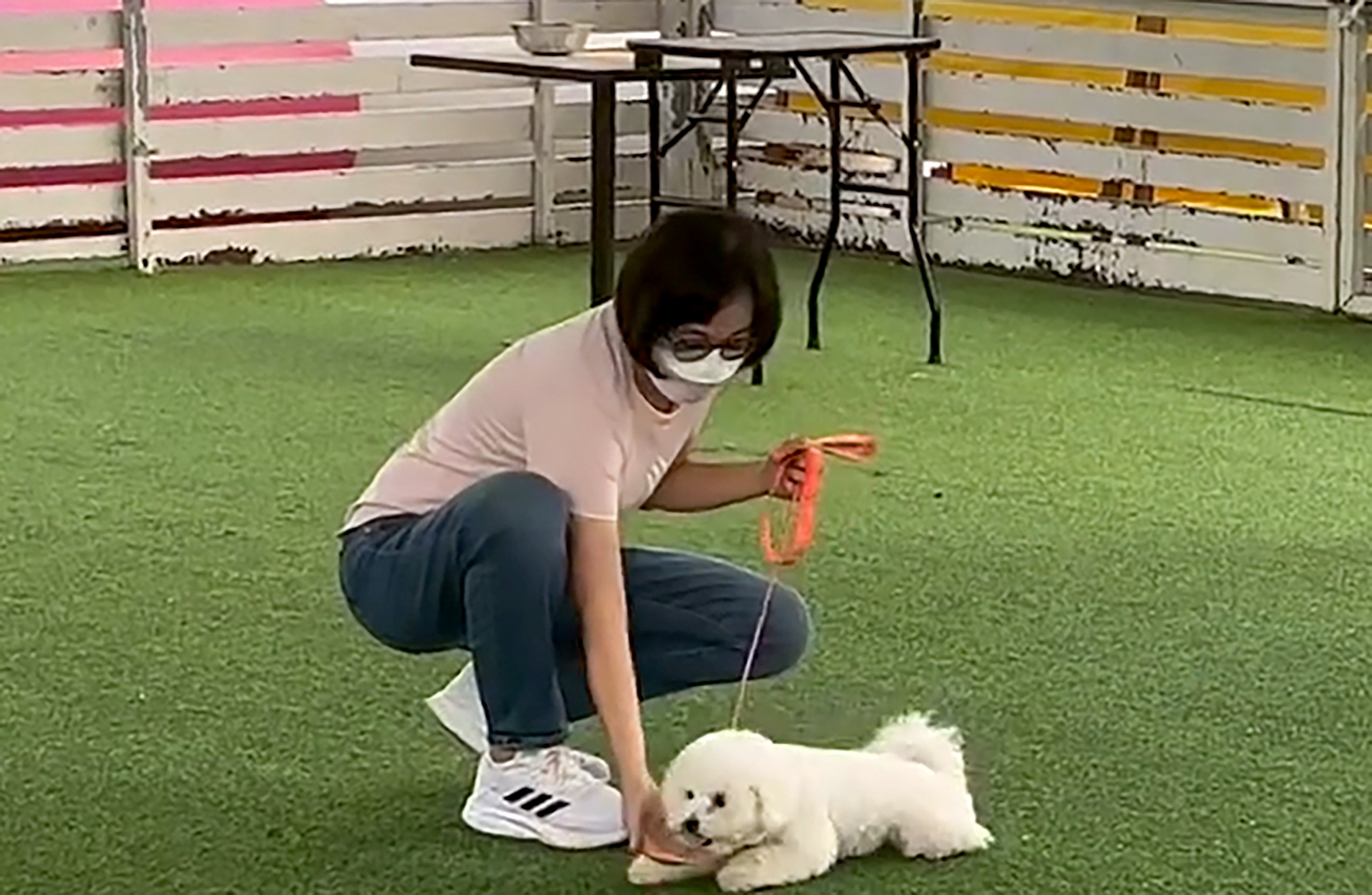 A screenshot from a social media video posted by the owner of the bichon frise killed in the attack. Photo: Threads/yoho.meimei