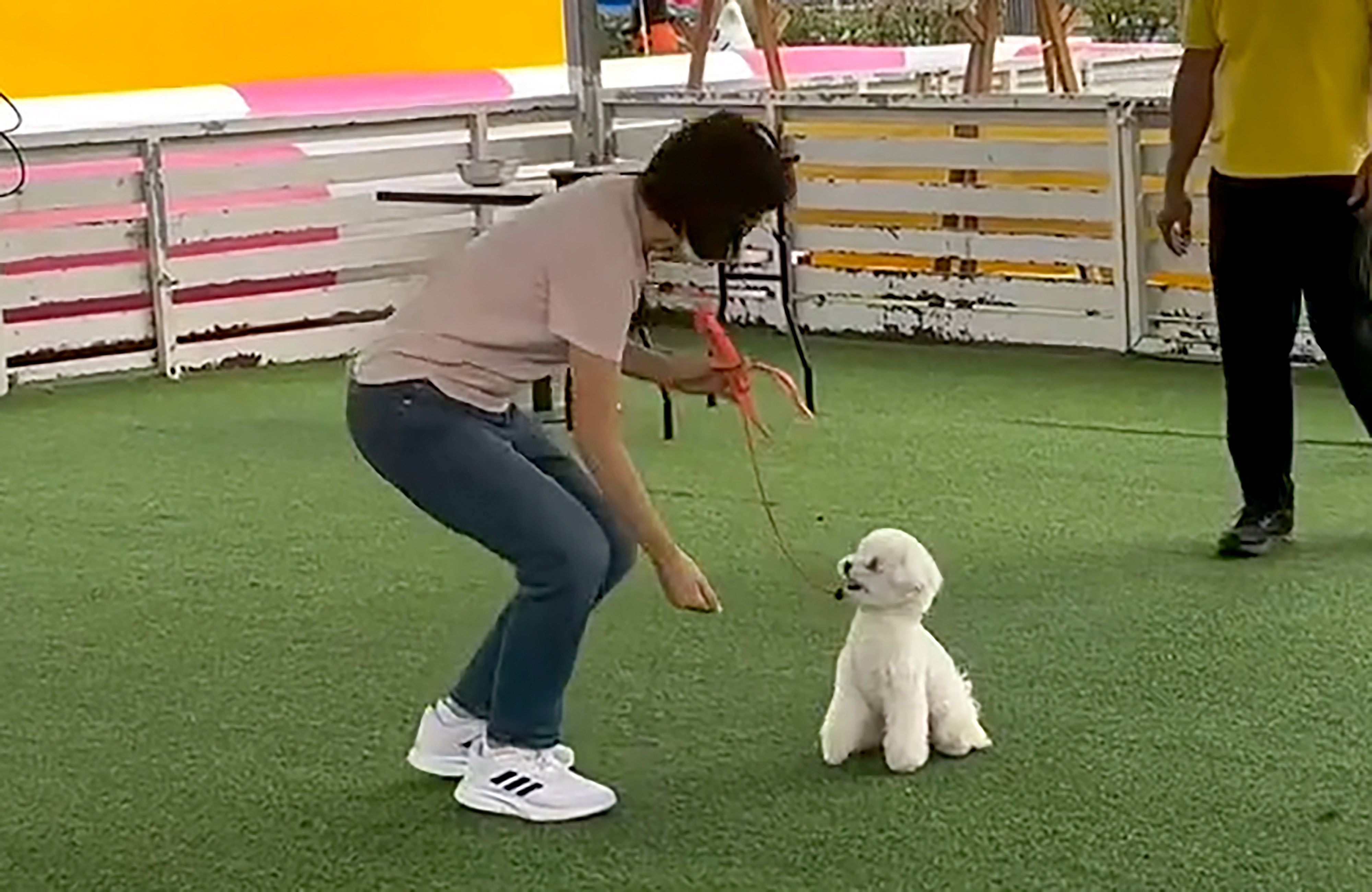 A screenshot from a social media video posted by the owner of the bichon frise killed in the attack by a large unleashed dog. Photo: Threads/yoho.meimei