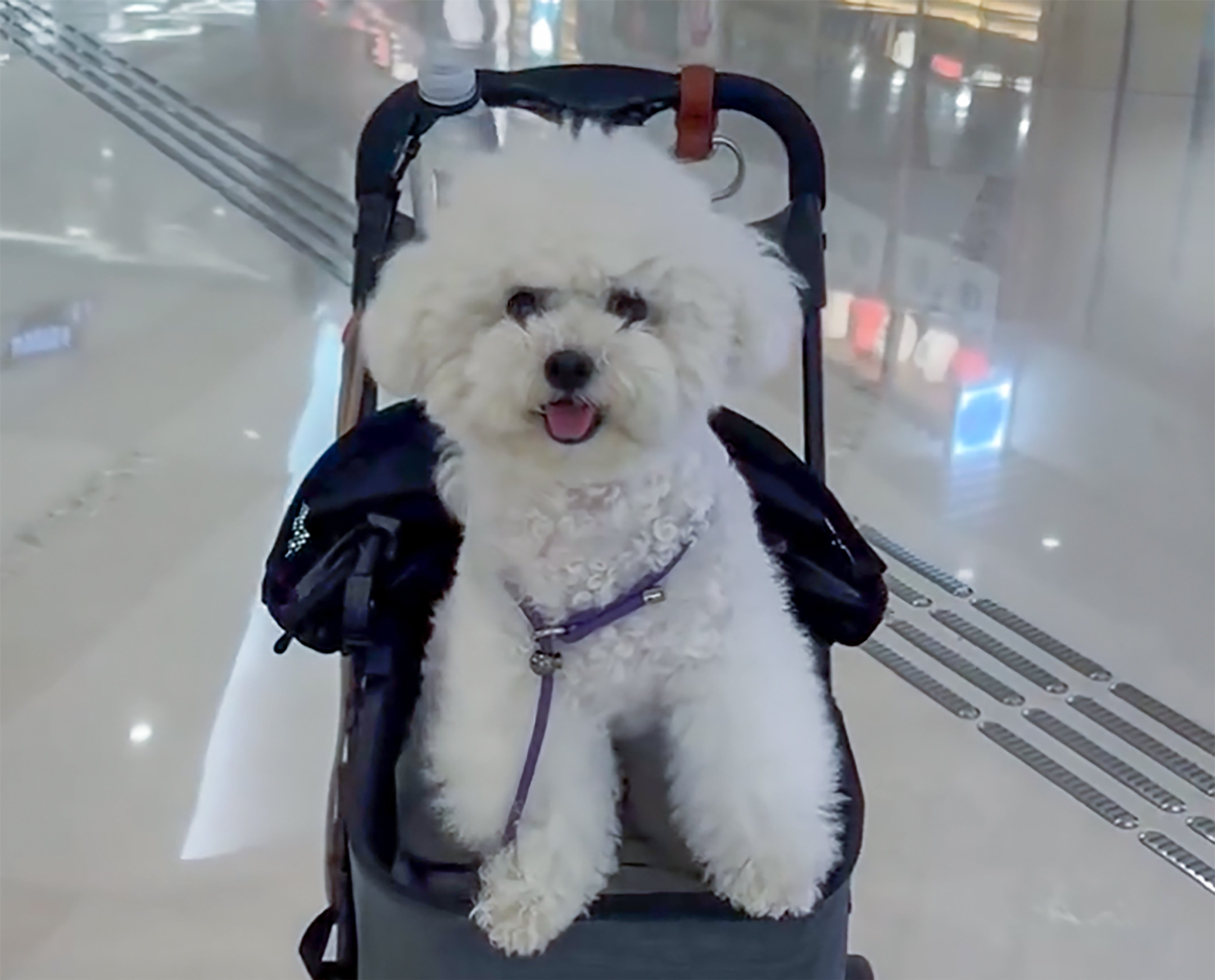 The bichon frise killed by a large unleashed dog in Yoho Mall in Yuen Long. Photo: Threads/yoho.meimei