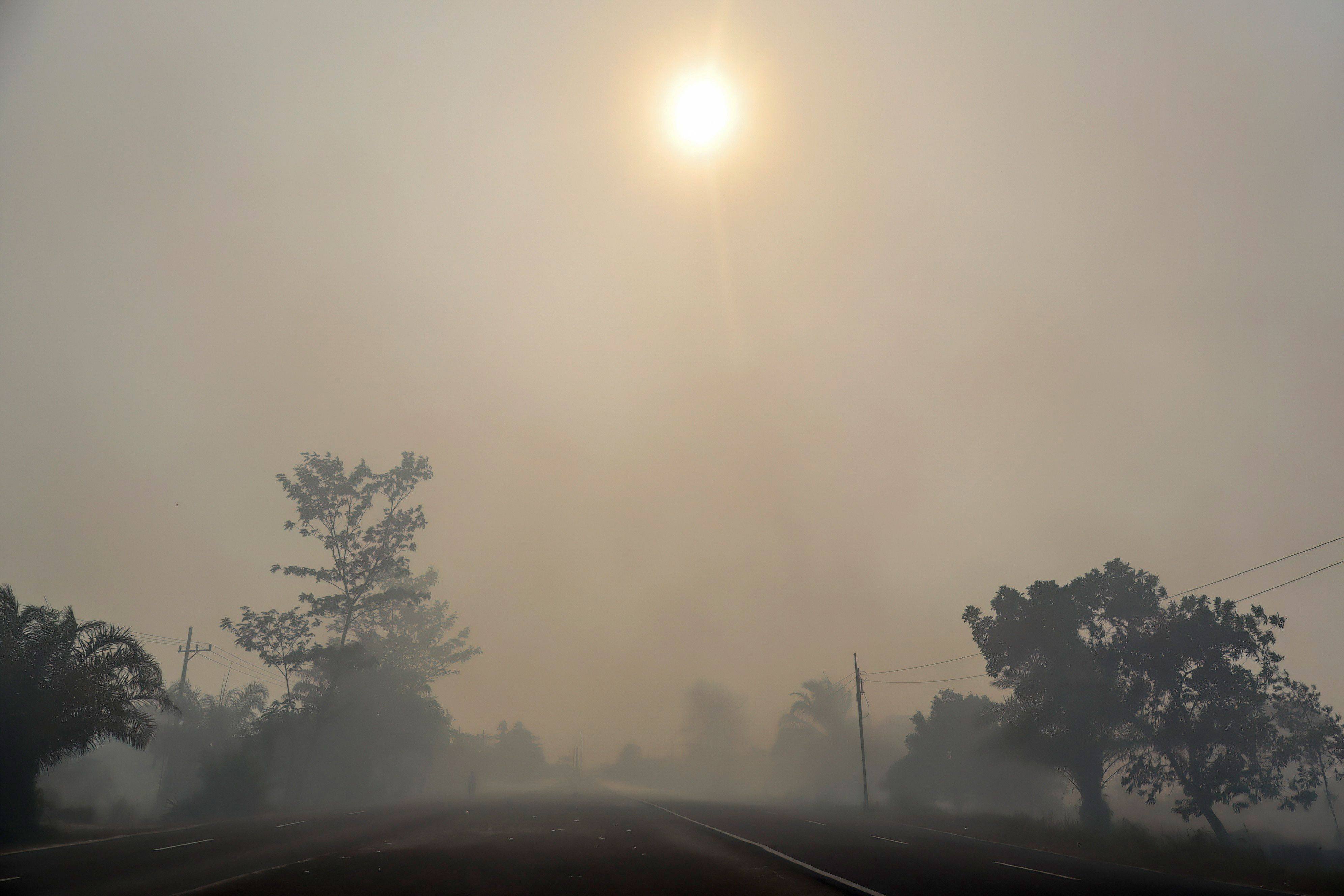 Trees on a haze-shrouded road in Palangka Raya city, central Kalimantan on Thursday. Photo: AFP