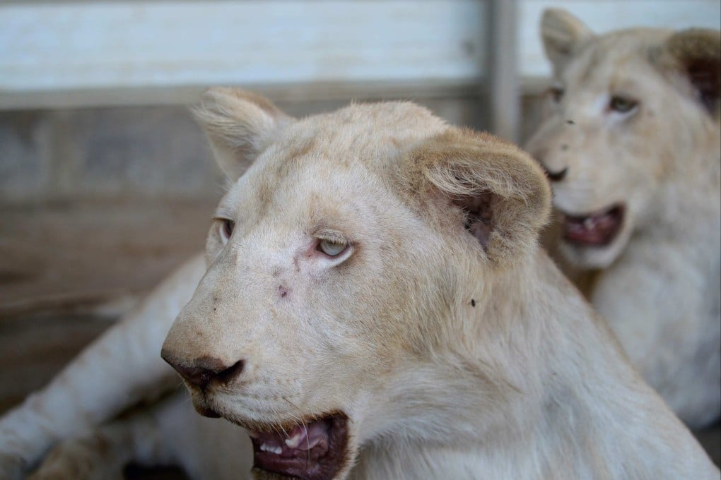 Lions in a private zoo in Karachi. Trade of wild animals is a roaring business in Pakistan. Photo: AFP