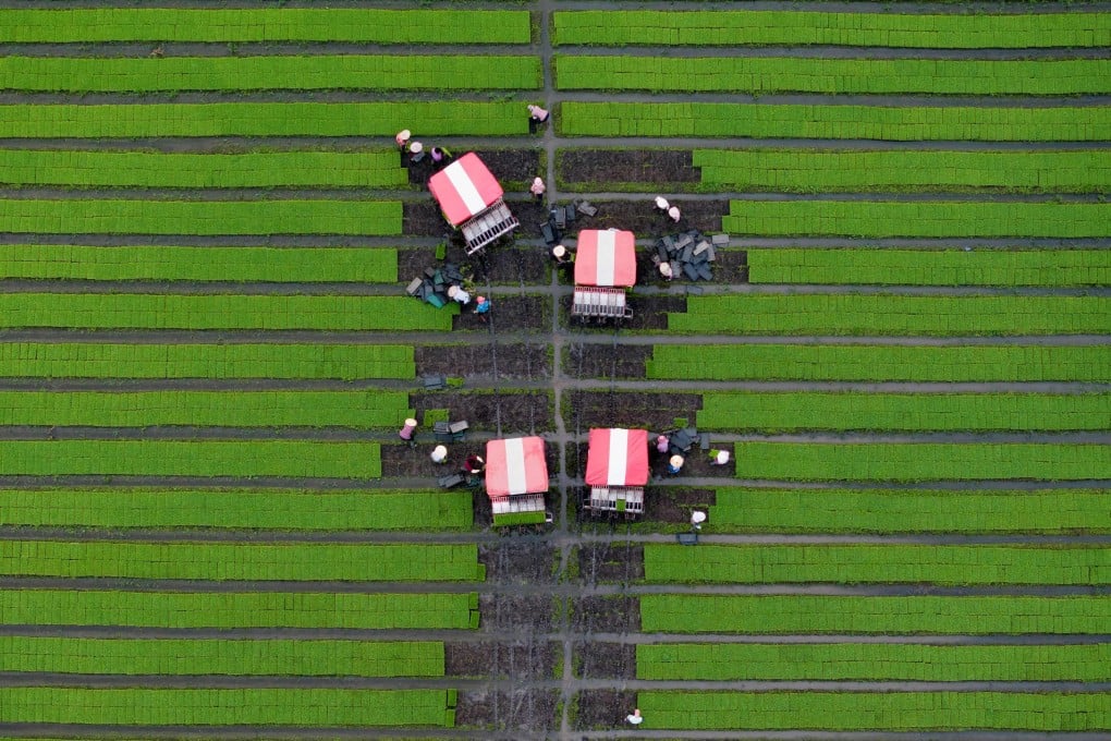 As global warming diminishes global crop yields and quality, Chinese research holds new promise for growing more stress-resistant food. Photo: AFP