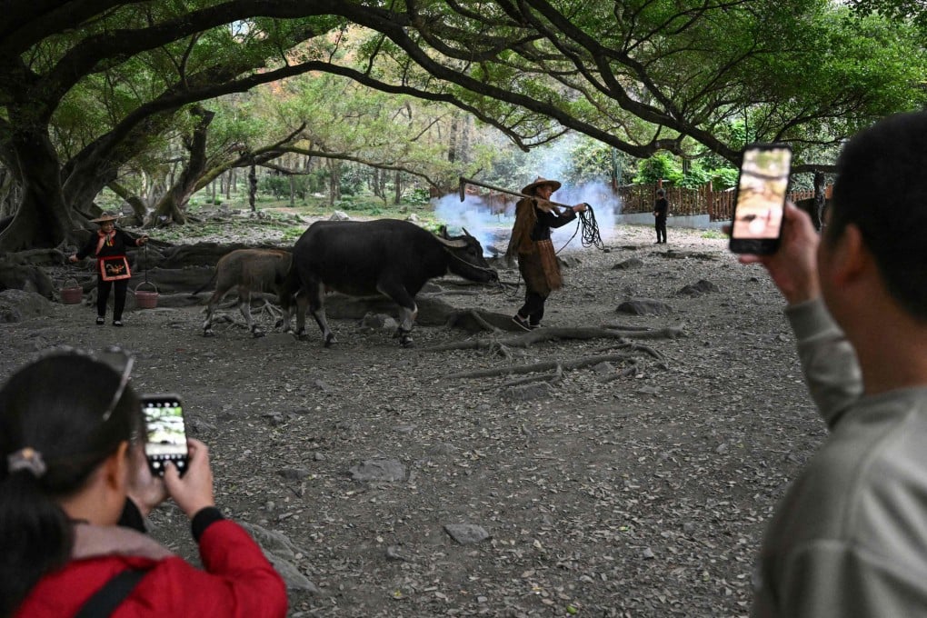 Chen Weizuo (centre) poses for tourists with his buffalo in Xiapu, in eastern China’s Fujian province, on December 11, 2024. The 62-year-old, who charges up to 300 yuan for a photo, poses several times a day and rents costumes for extra income. Photo: AFP