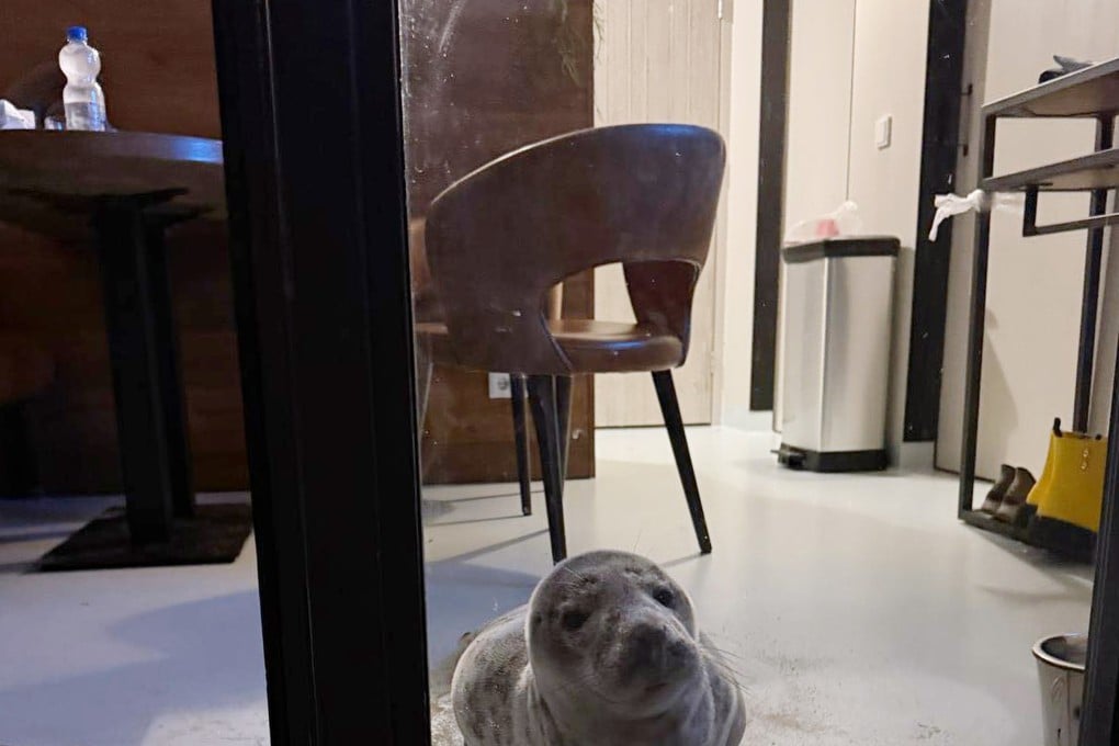 A guest at a seaside Dutch hotel found a large grey seal kipping on the floor of her hotel room. Photo: Facebook/Stichting Dierenwelzijn Zeeland