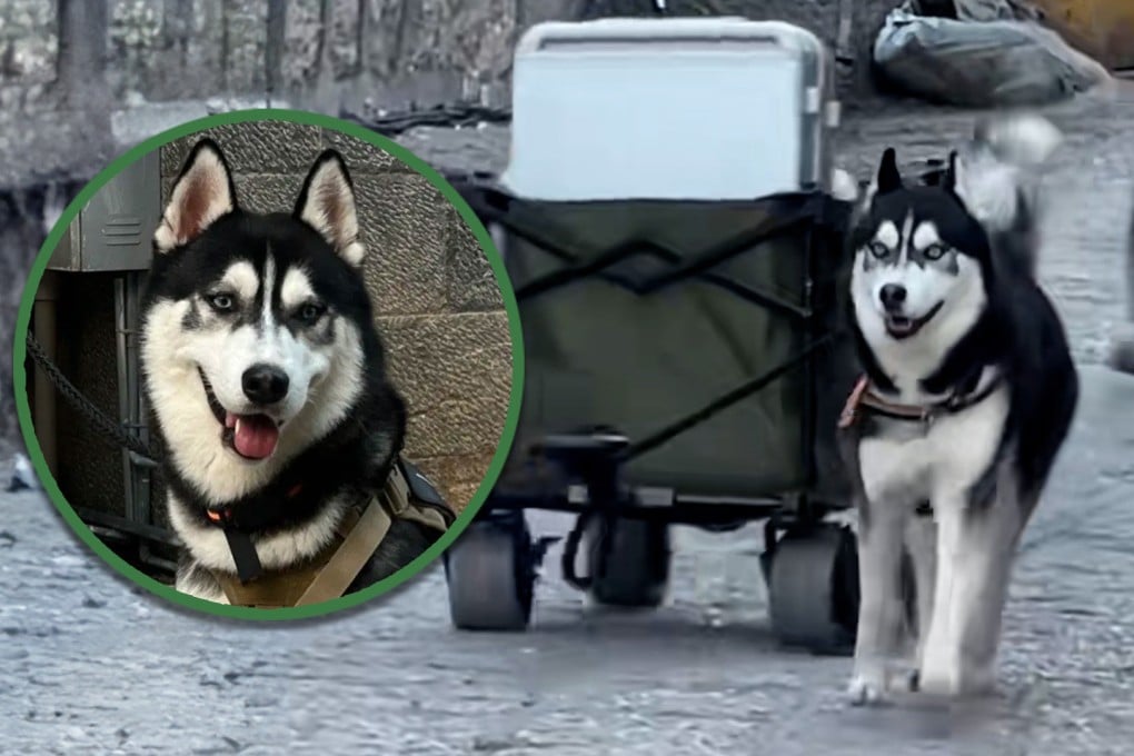 A husky dog in China has become an internet sensation by helping homestay guests transport luggage. Photo: SCMP composite/Douyin