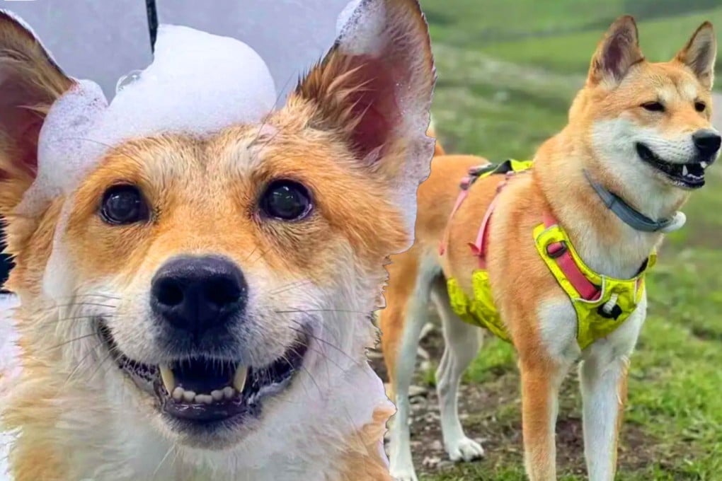 Chinese highway workers sparked public outrage after cooking and eating a dog that had escaped from a pet boarding centre. Photo: SCMP composite/RedNote