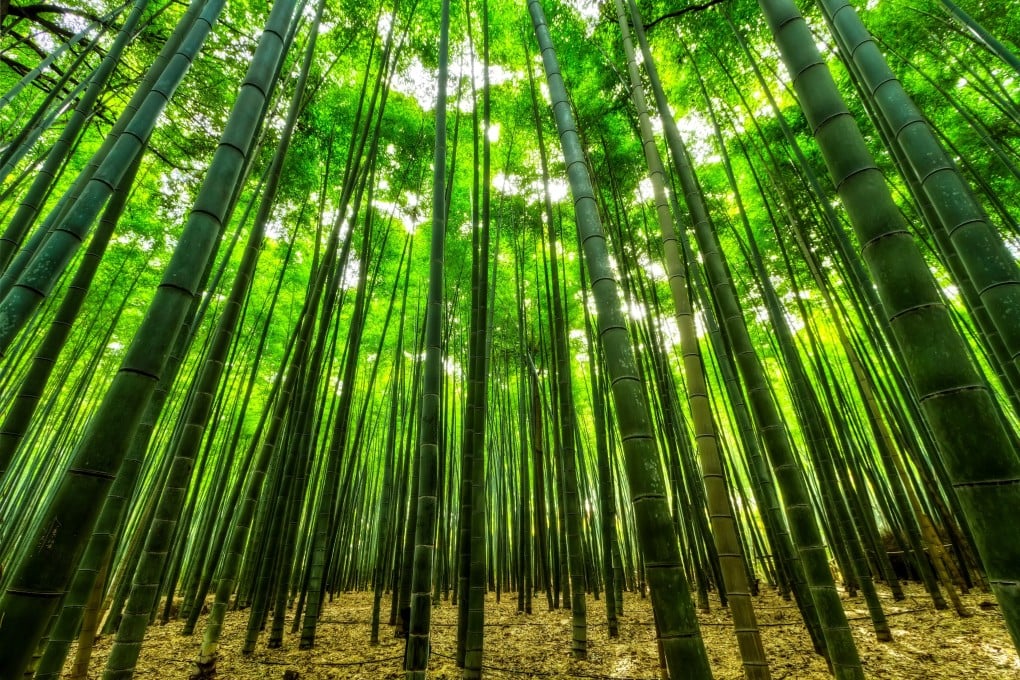 Bamboo is known for its rapid growth and high strength. Photo: Shutterstock