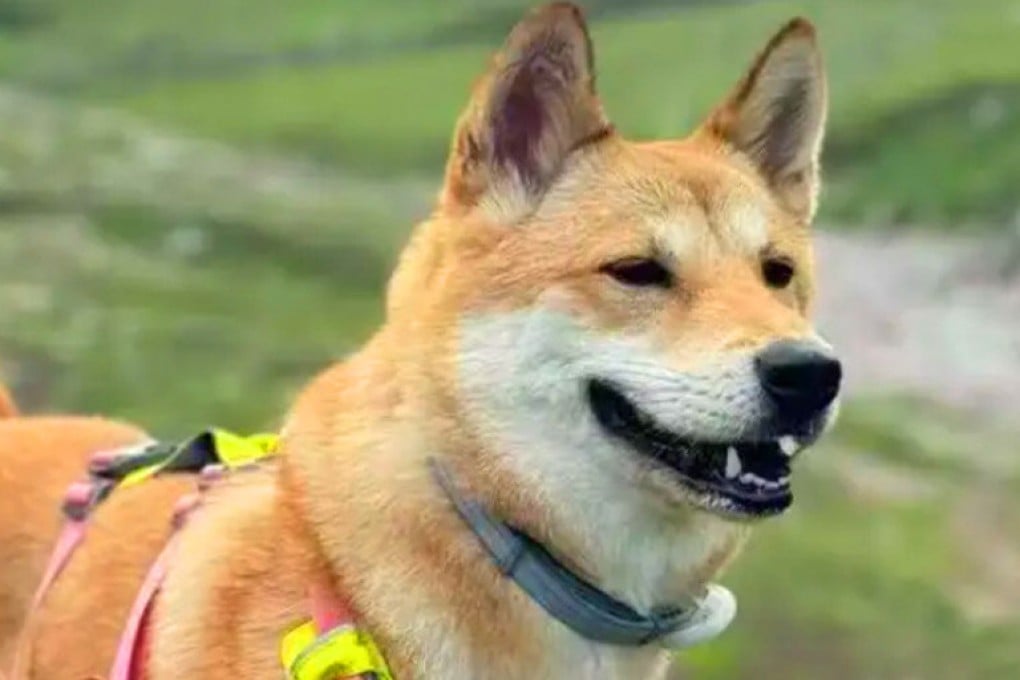 Chinese highway workers sparked public outrage after cooking and eating a dog that had escaped from a pet boarding centre. Photo: SCMP composite/RedNote