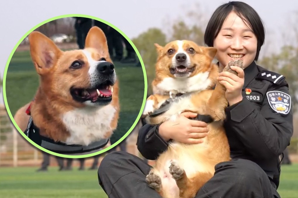 An adorable six-year-old dog is aiming to become China’s second corgi cop. Photo: SCMP composite/QQ.com