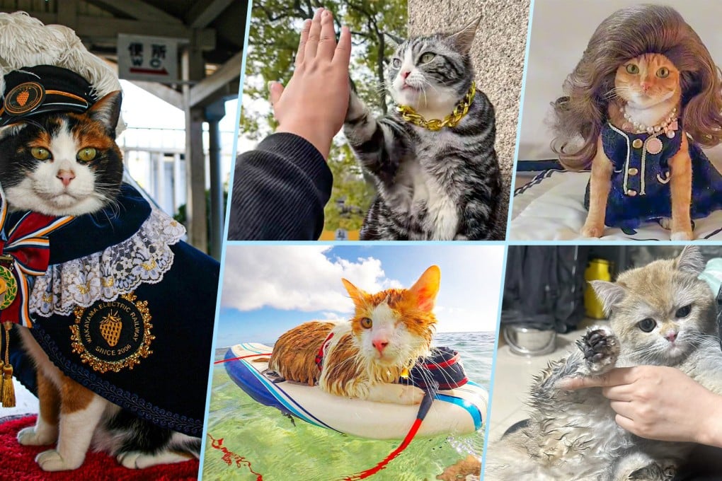 Pets have become essential in people’s lives, acting not only as sources of companionship and stress relief but also as beloved family members. Photo: SCMP composite/IG@kulithesurfingcat/fun-japan.jp/Douyin/QQ.com/TikTok