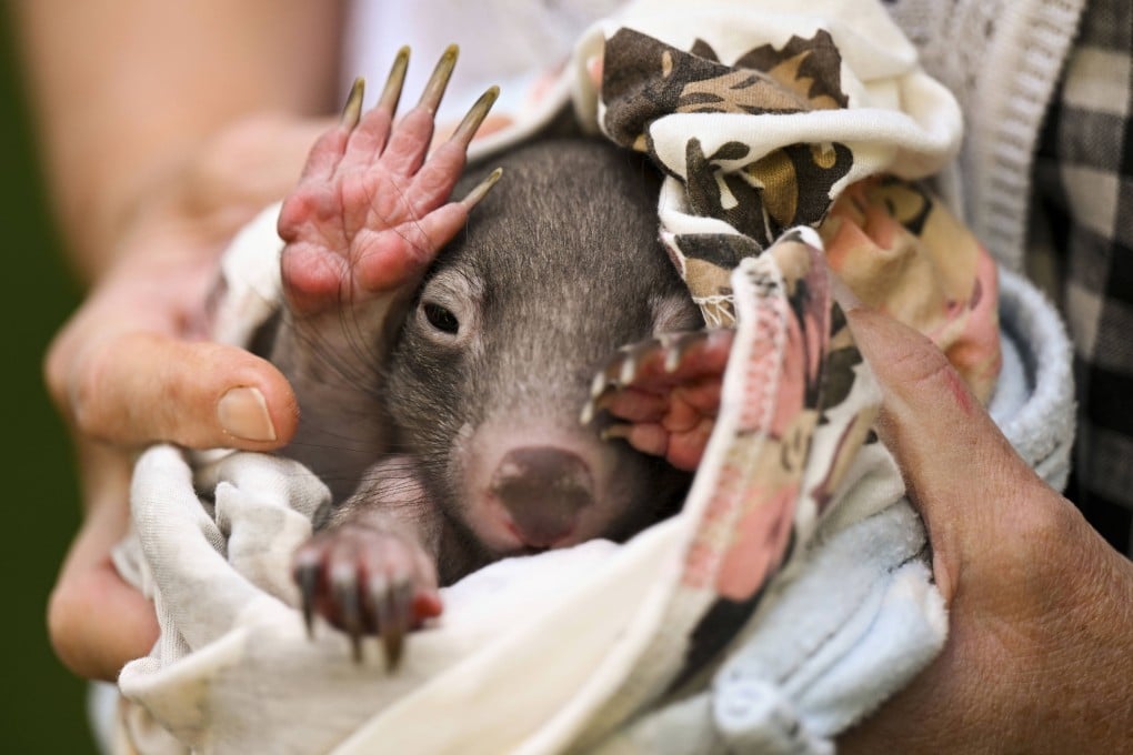 A carer holds a baby wombat in Canberra, Australia, in December 2022. Photo: AAP Image via AP