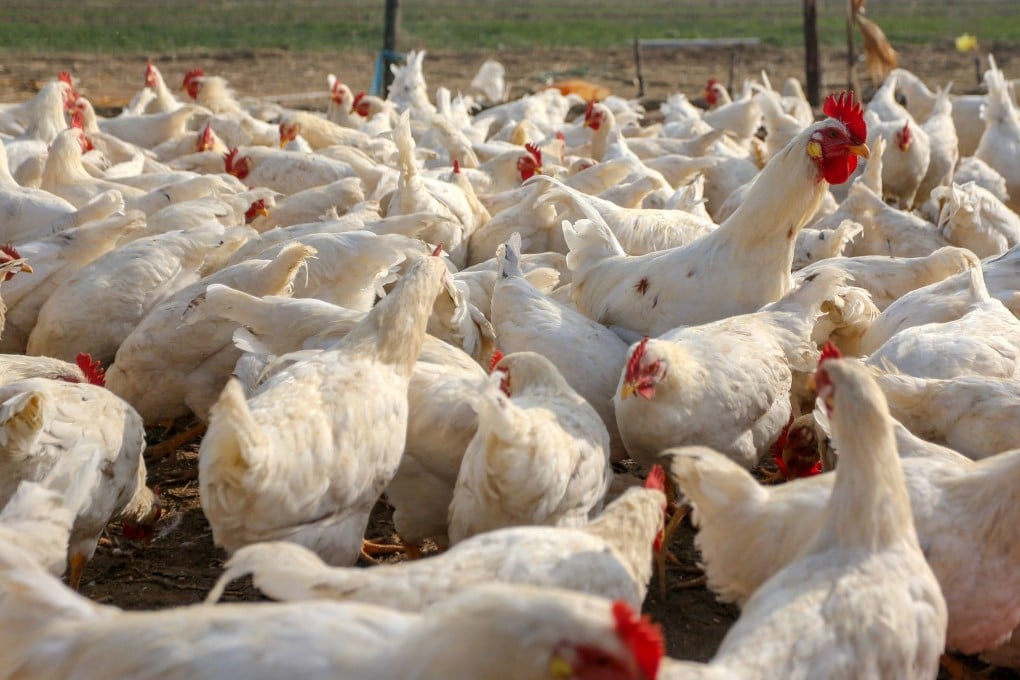 The US has reported the first outbreak of H7N9 bird flu on a poultry farm since 2017. Photo: VCG via Getty Images
