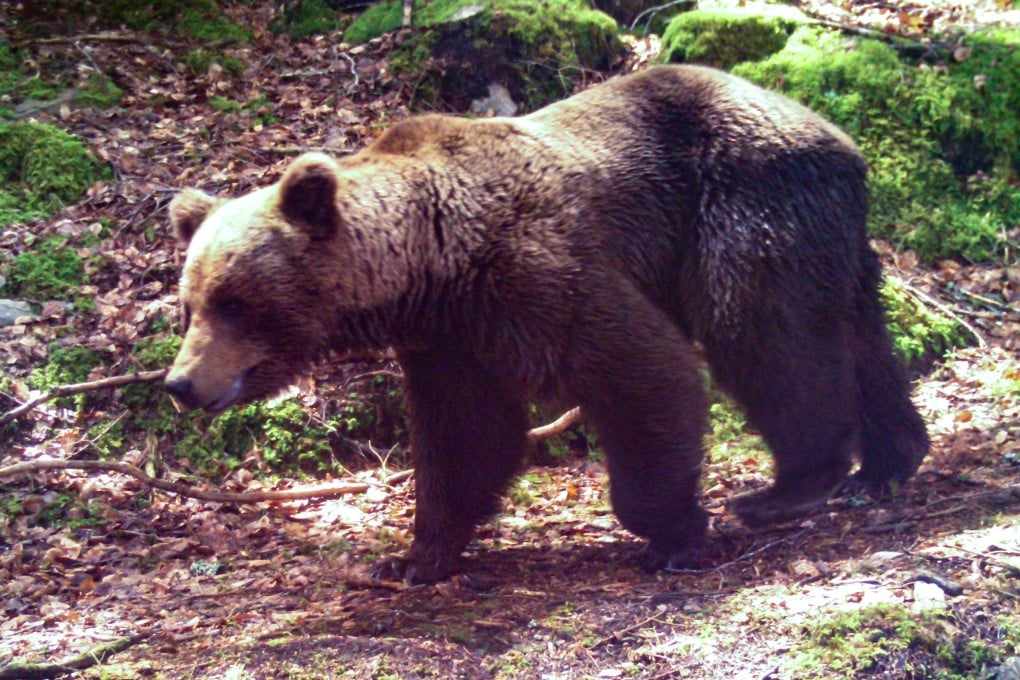 A brown bear walking in a wood near Melles, in the French Pyrenees mountains. Hunter Andre Rives’ trial began on Tuesday in Foix over the killing of a bear in November 2021. Photo: Pays de l’Ours / AFP