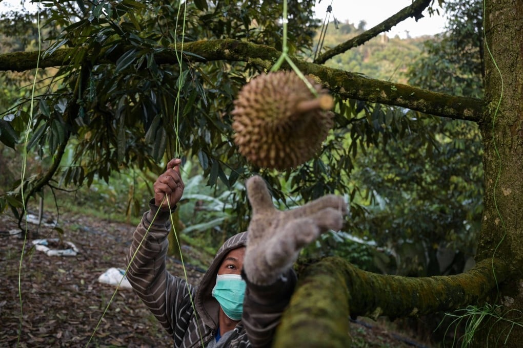 A worker harvesting a durian that has been secured with rope at a farm in Raub in Malaysia’s Pahang state. Photo: AFP