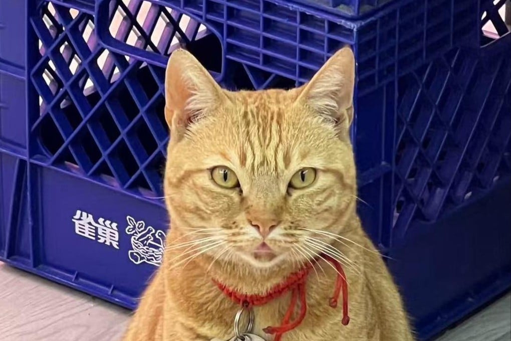 The cat was taken from a food retail and wholesale store in Lai Tsui shopping centre in Sham Shui Po. Photo: Hong Kong police