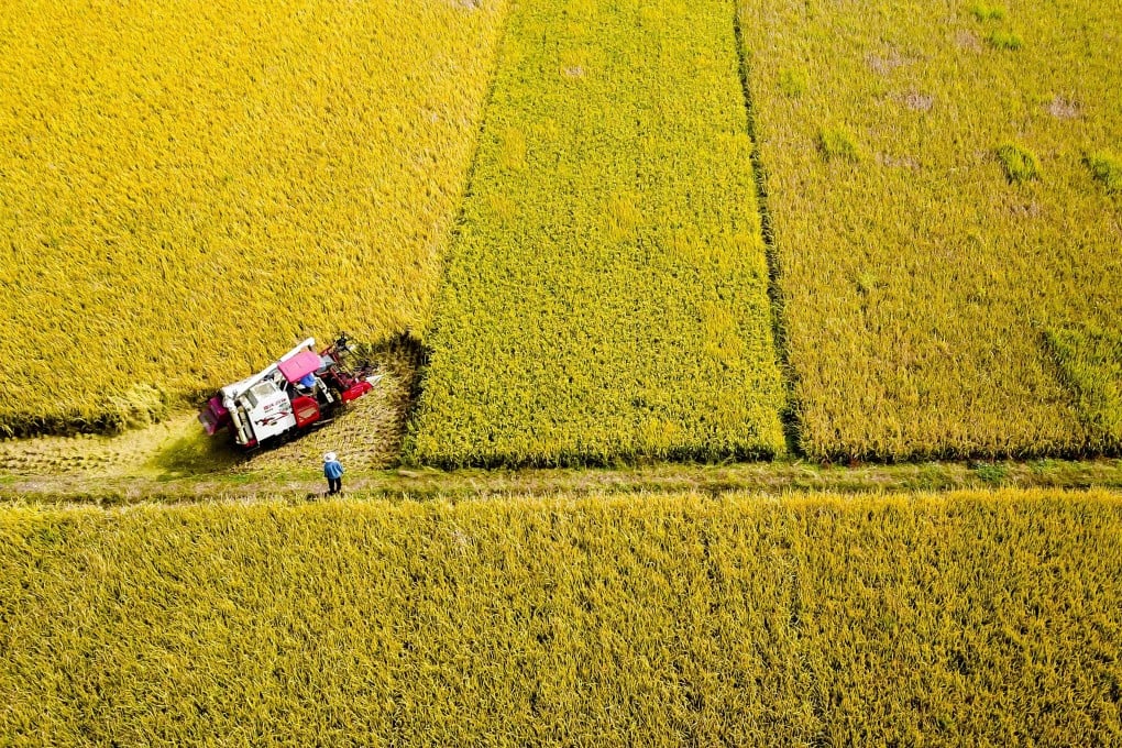 A new report has suggested migratory pests are partially responsible for rice yield losses in southern China. Photo: Xinhua
