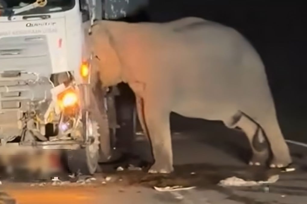 A still from a video circulated on social media shows the mother elephant trying to free her calf after it was hit by a lorry on Malaysia’s East-West Highway on Sunday. Photo: Facebook