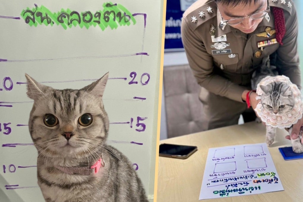 A spirited cat in Thailand became a sensation online after being “arrested” and having her mugshot taken for attacking police officers. Photo: SCMP composite/Facebook