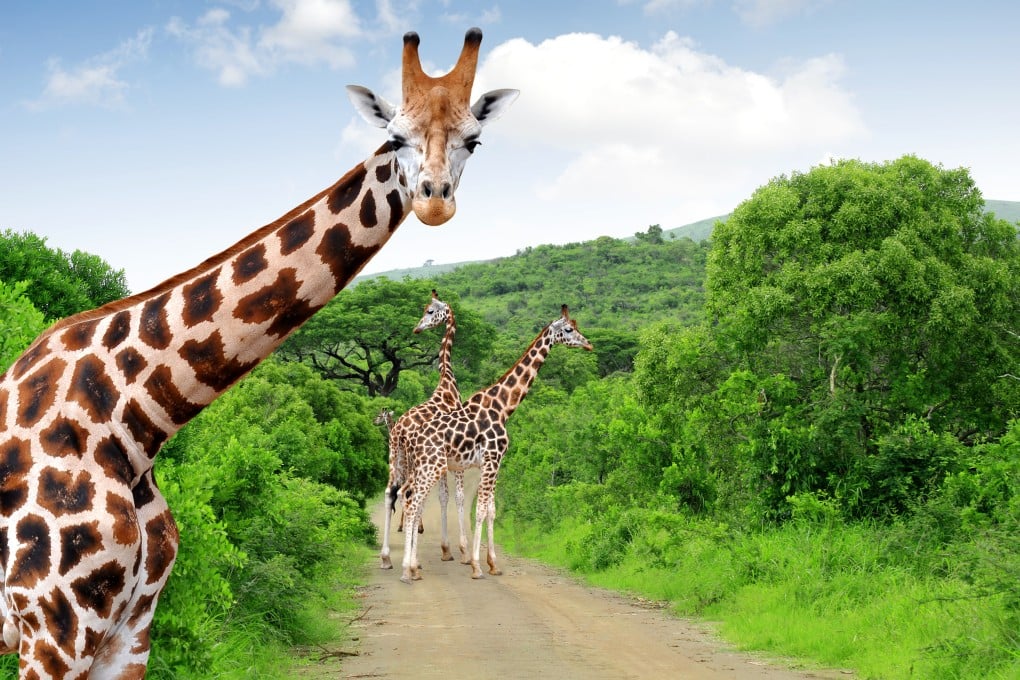 The 19th century French naturalist Jean-Baptiste Lamarck’s proposed that giraffes have long necks because their shorter-necked ancestors had to reach for food. Photo: Shutterstock