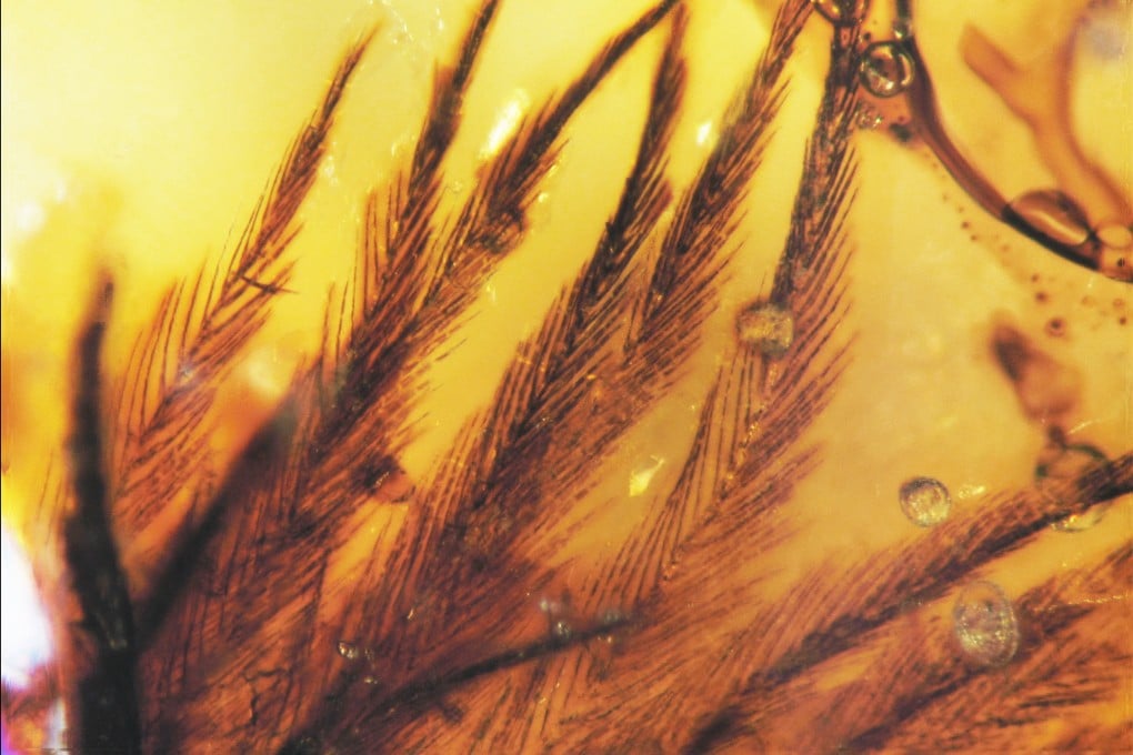 Fossils preserved in amber offer a unique opportunity to study soft structures, as objects stuck in the hardened tree resin remain trapped in time. Photo: AP/Science